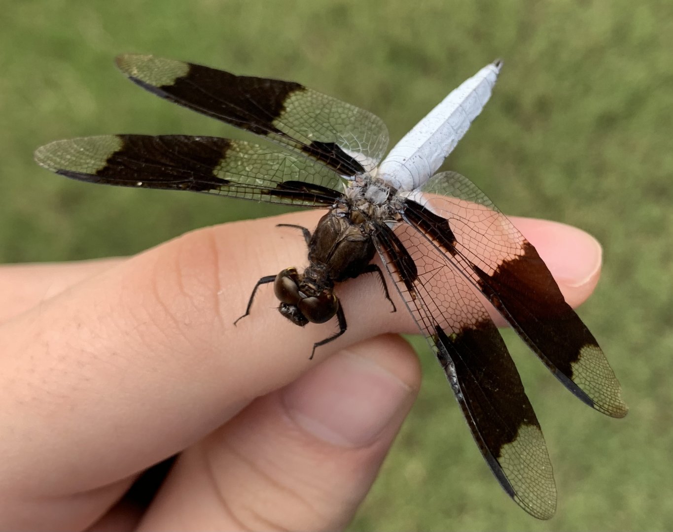 Common Whitetail (Plathemis lydia) on my hand