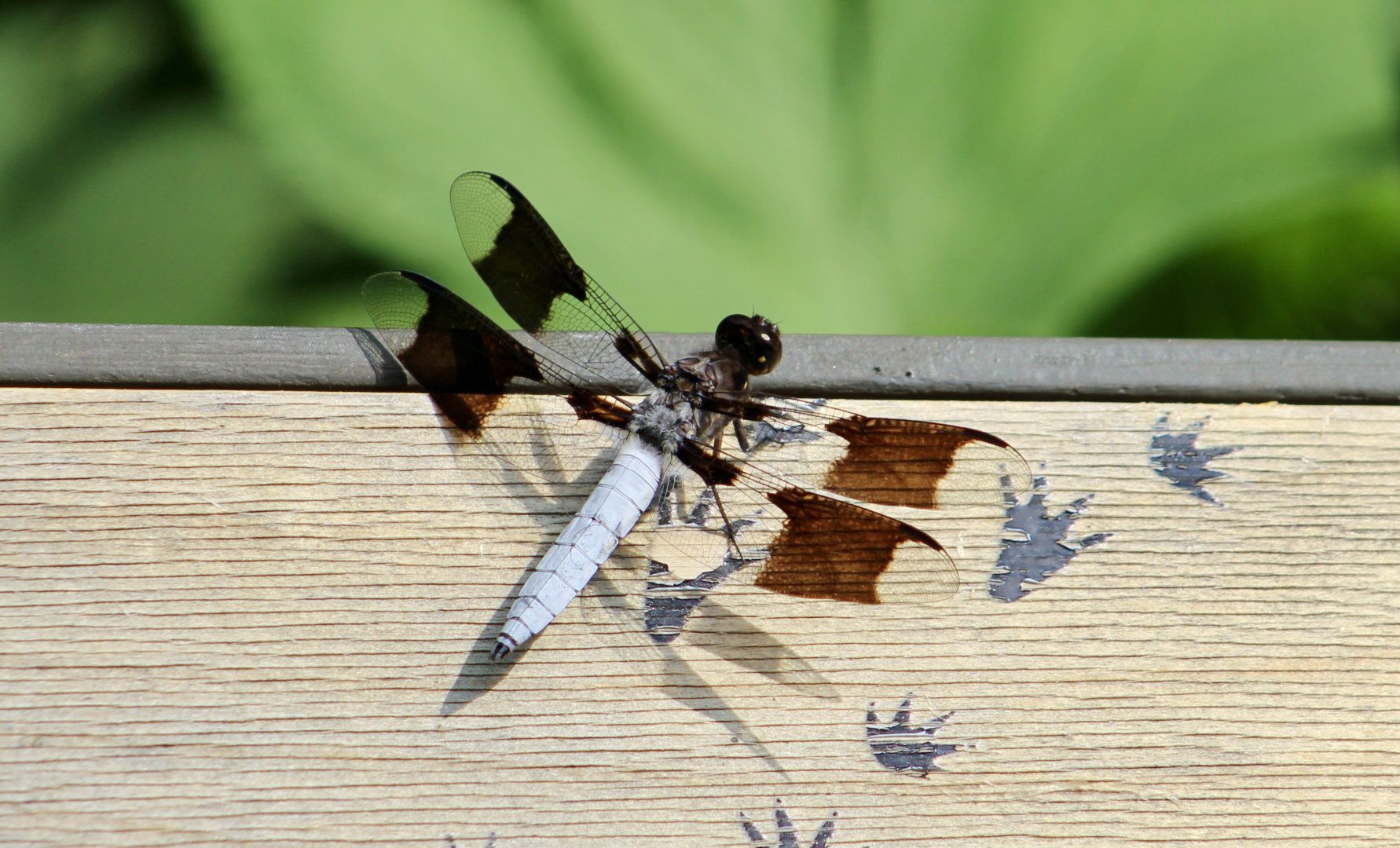 Common Whitetail (Plathemis lydia) - wild
