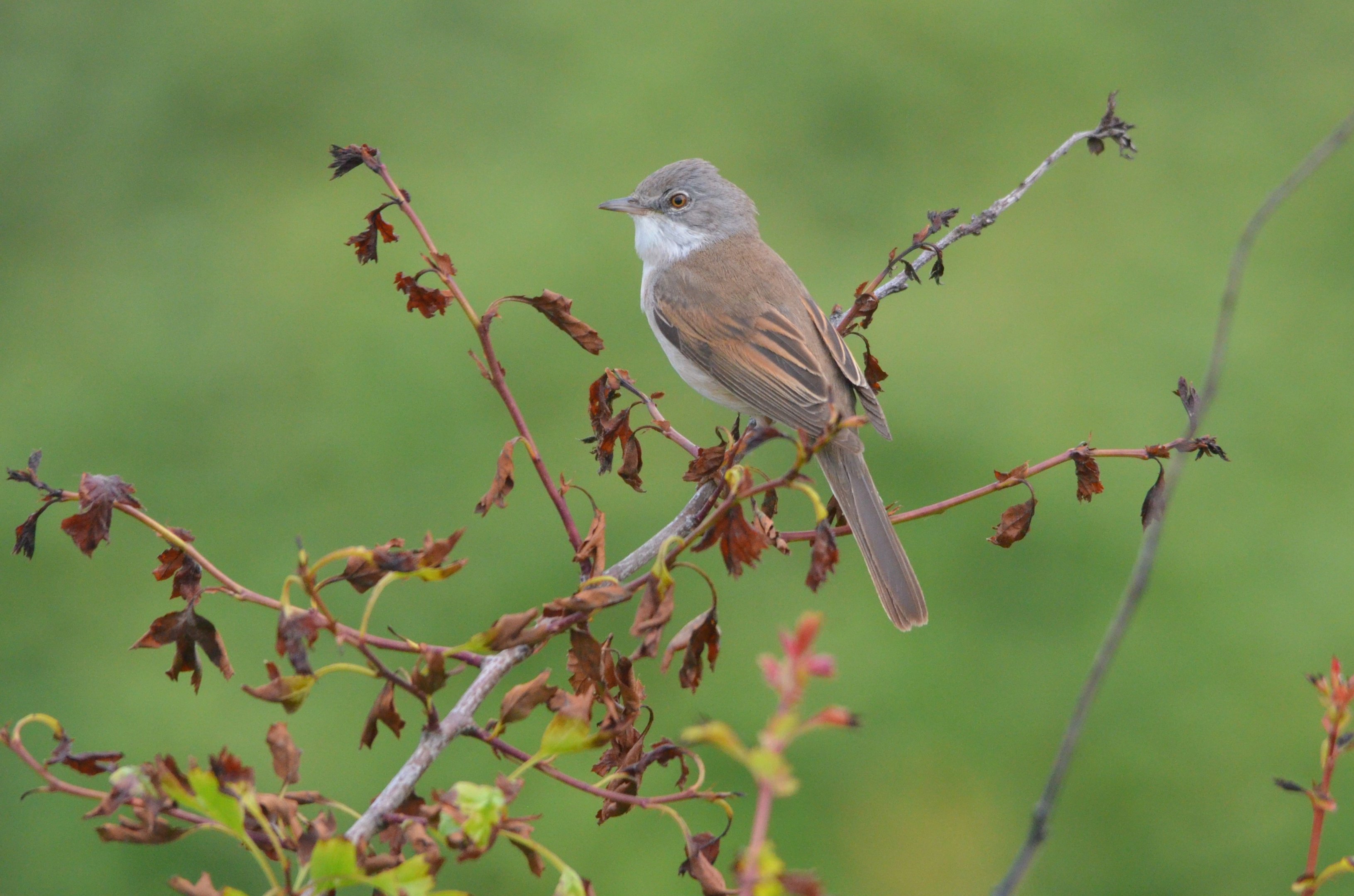 Common Whitethroat at Bempton Cliffs, 22/05/17