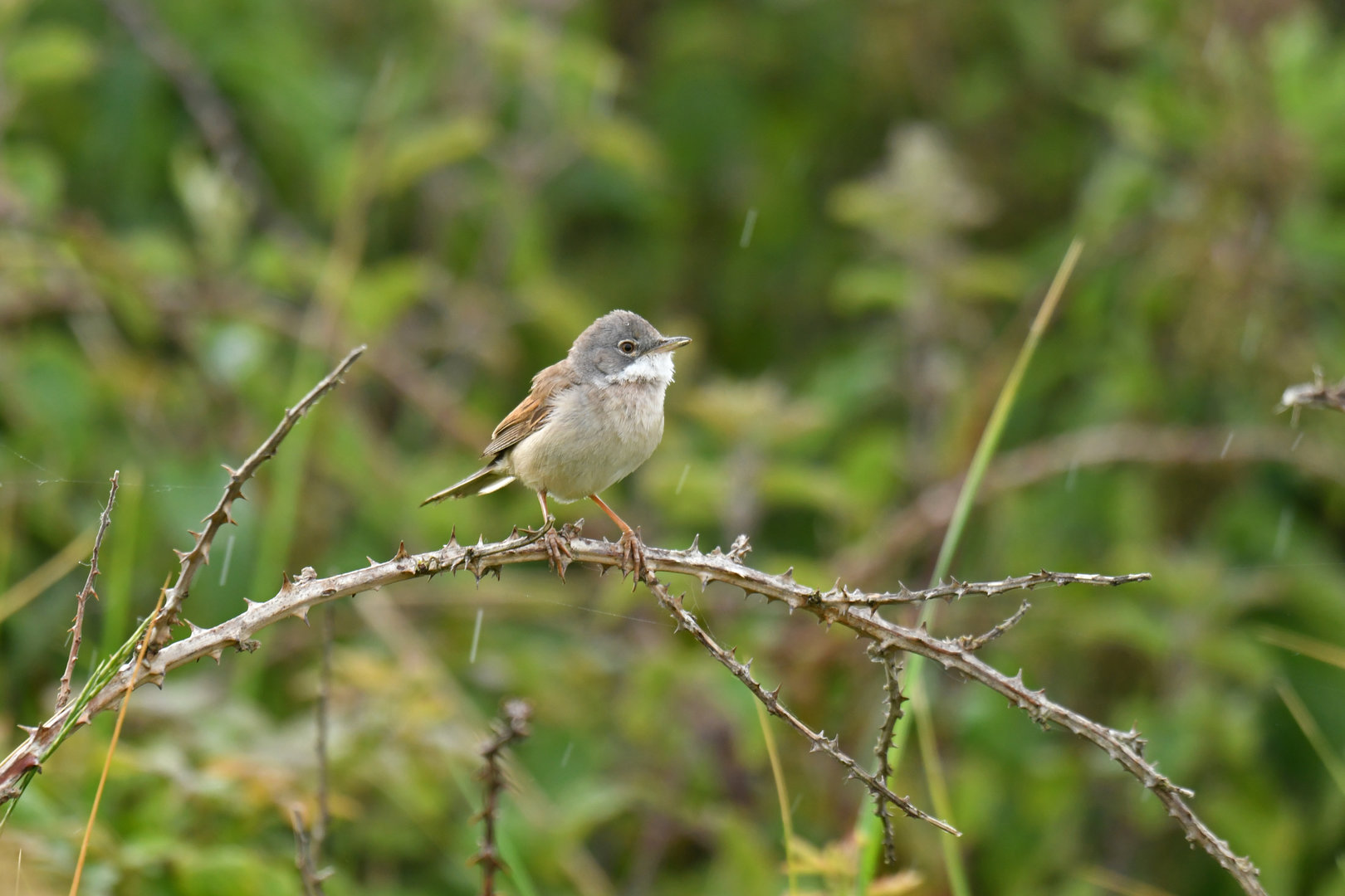 Common Whitethroat Curruca communis