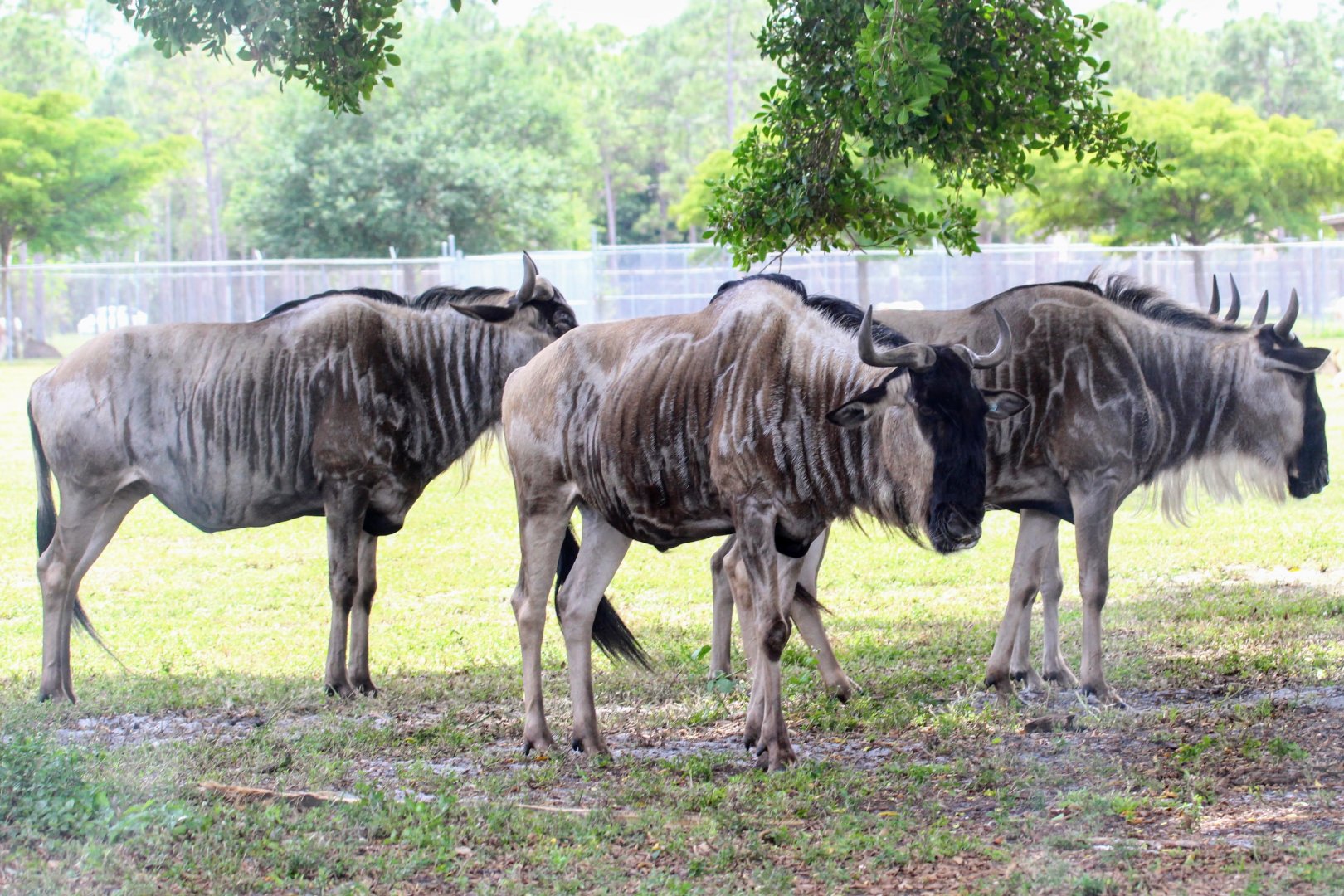 Common Wildebeest  (2016)