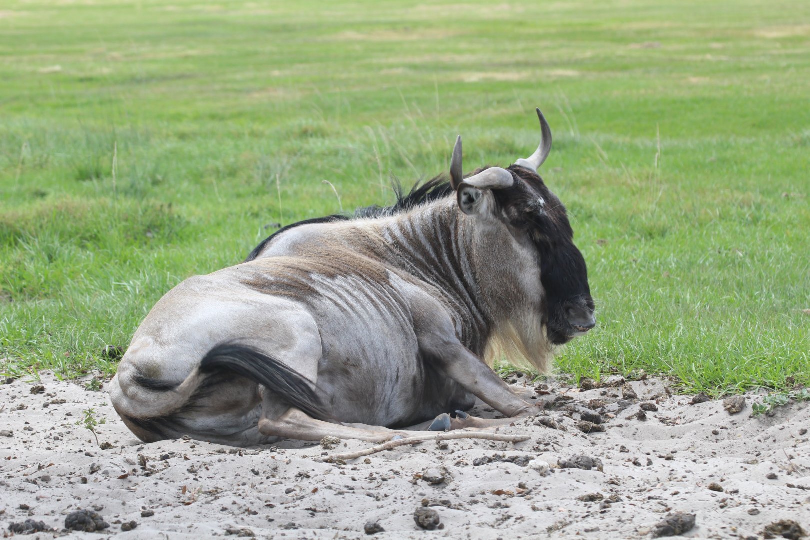 Common Wildebeest (2016)