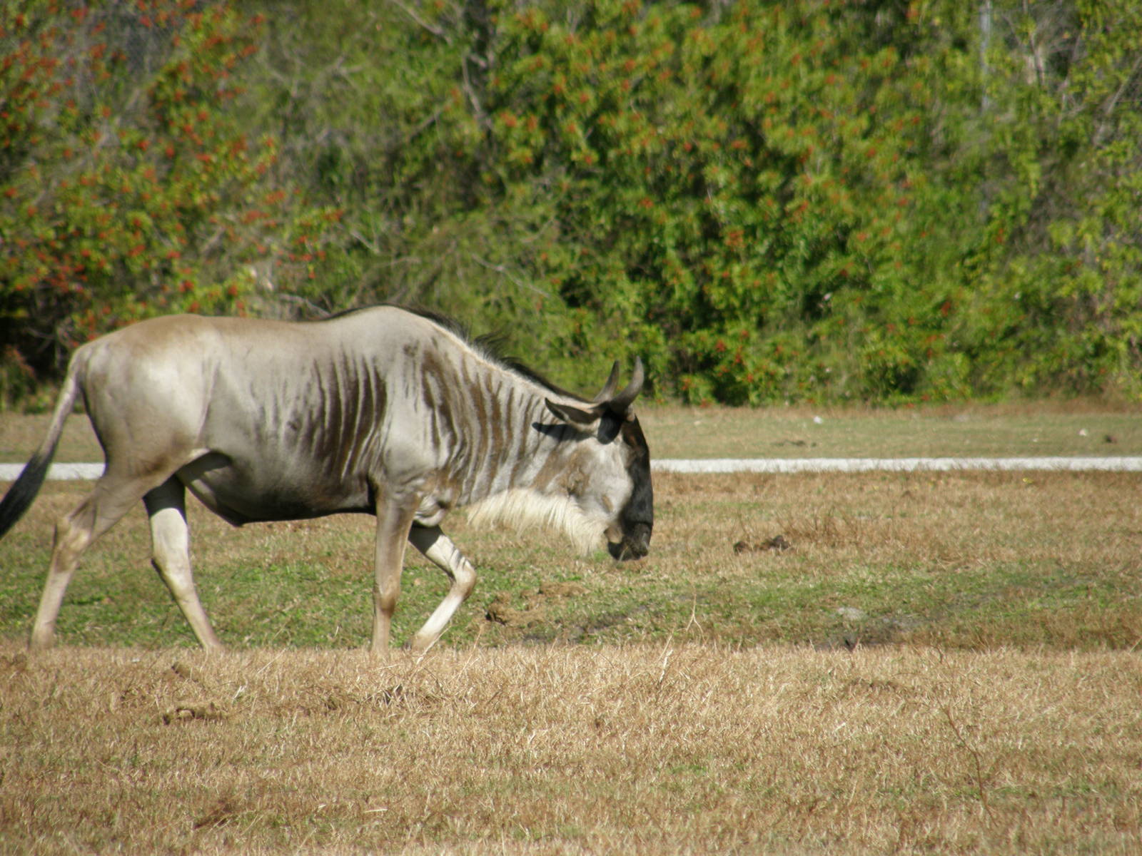 common wildebeest