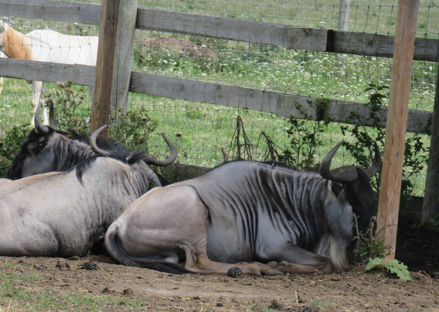 Common wildebeest