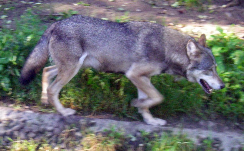Common Wolf (Canis lupus)