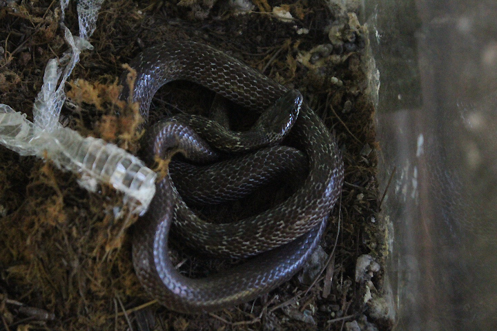 Common wolf snake (Lycodon capucinus) - Taman Konservasi Sato Loka