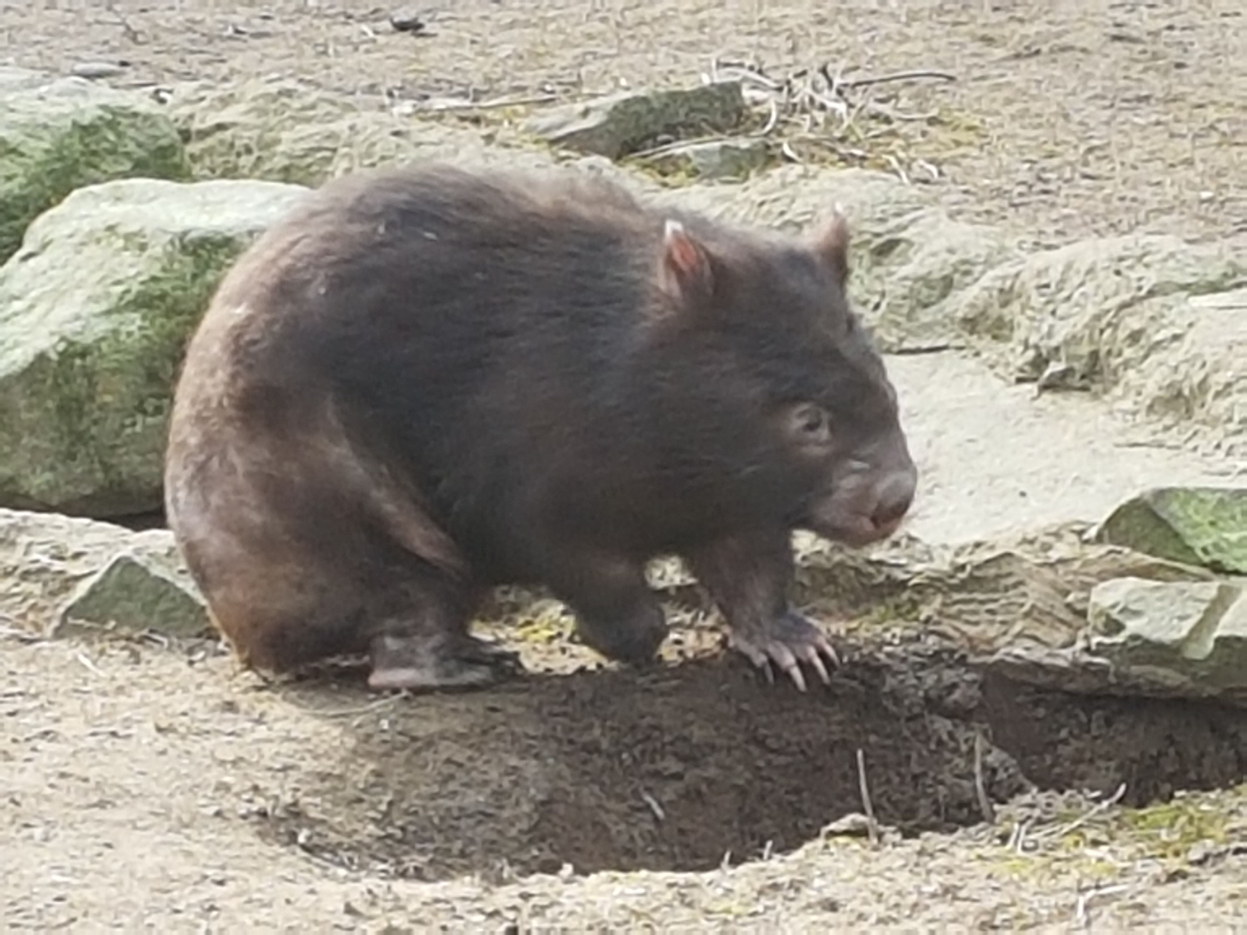 Common wombat 06/03/18