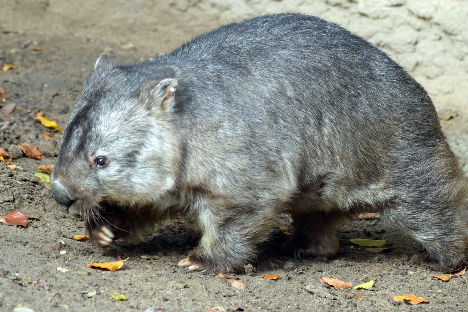 Common wombat, 13.10.2019
