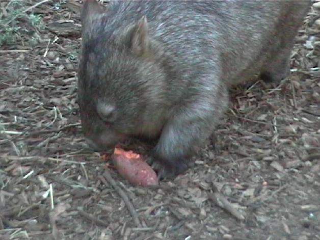 Common Wombat (2004)