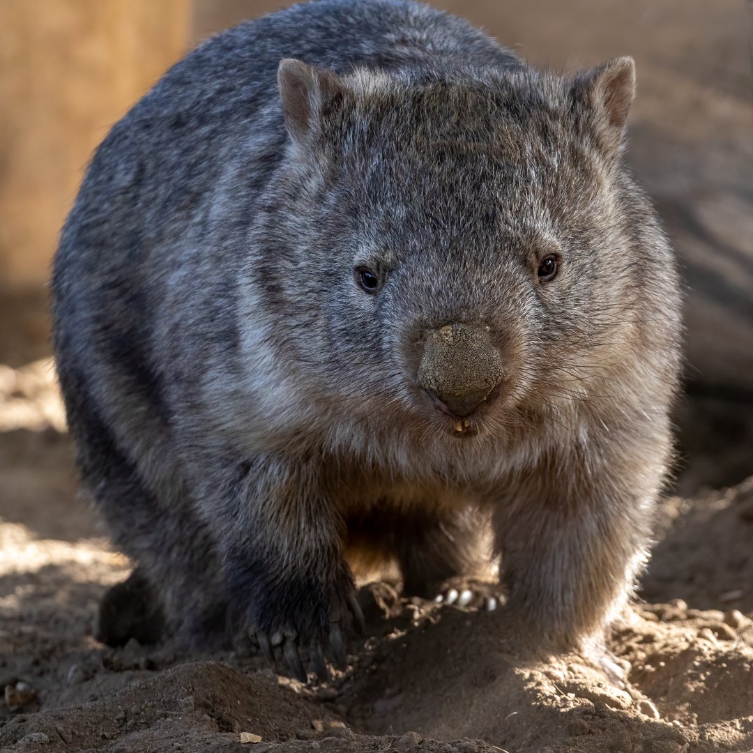 Common Wombat (Albert) / Hamerton / 7-10-20