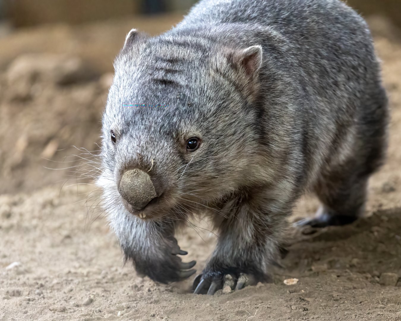 Common Wombat - Albert / Hamerton / 7-10-21