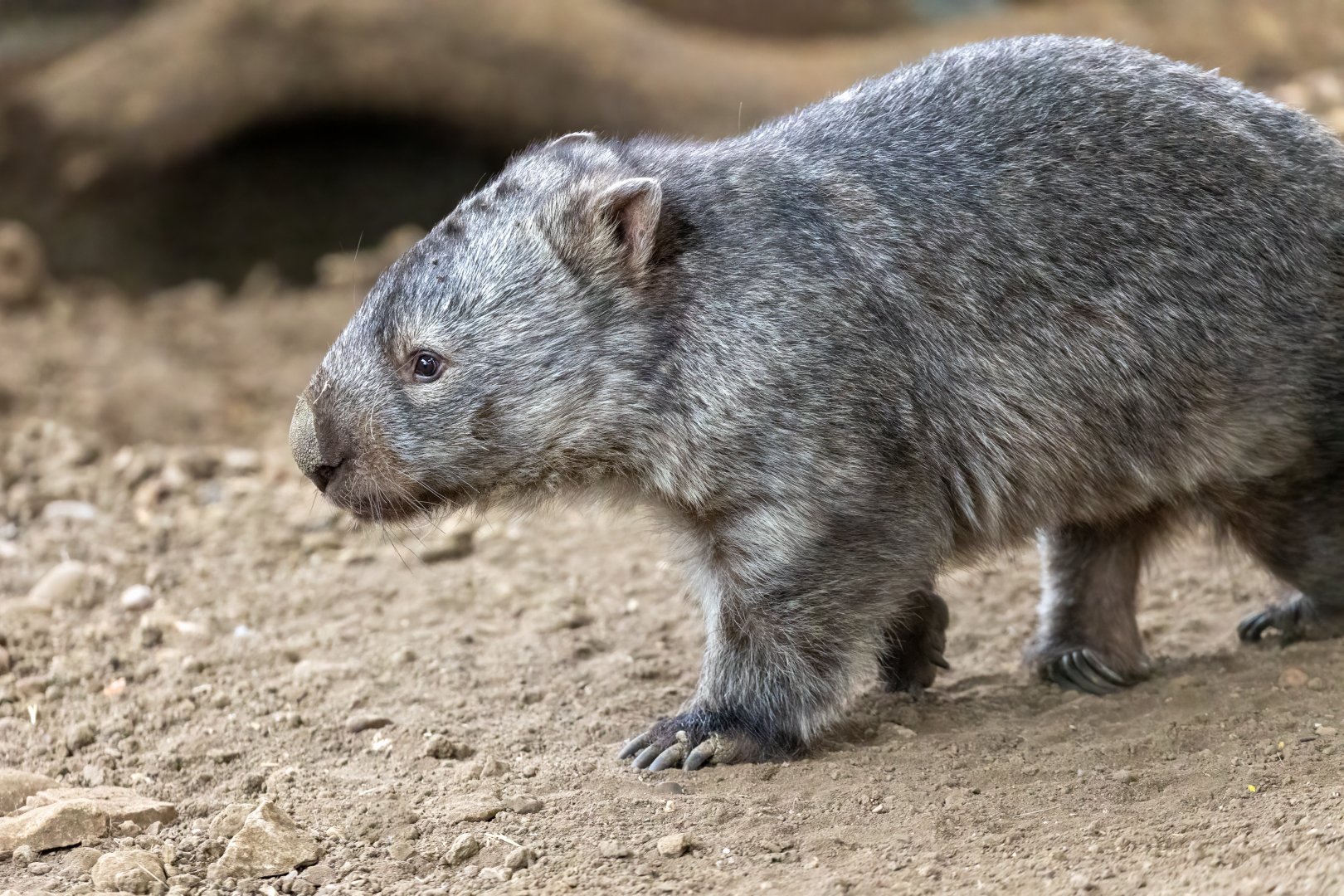 Common Wombat - Albert  / Hamerton / 7-10-21