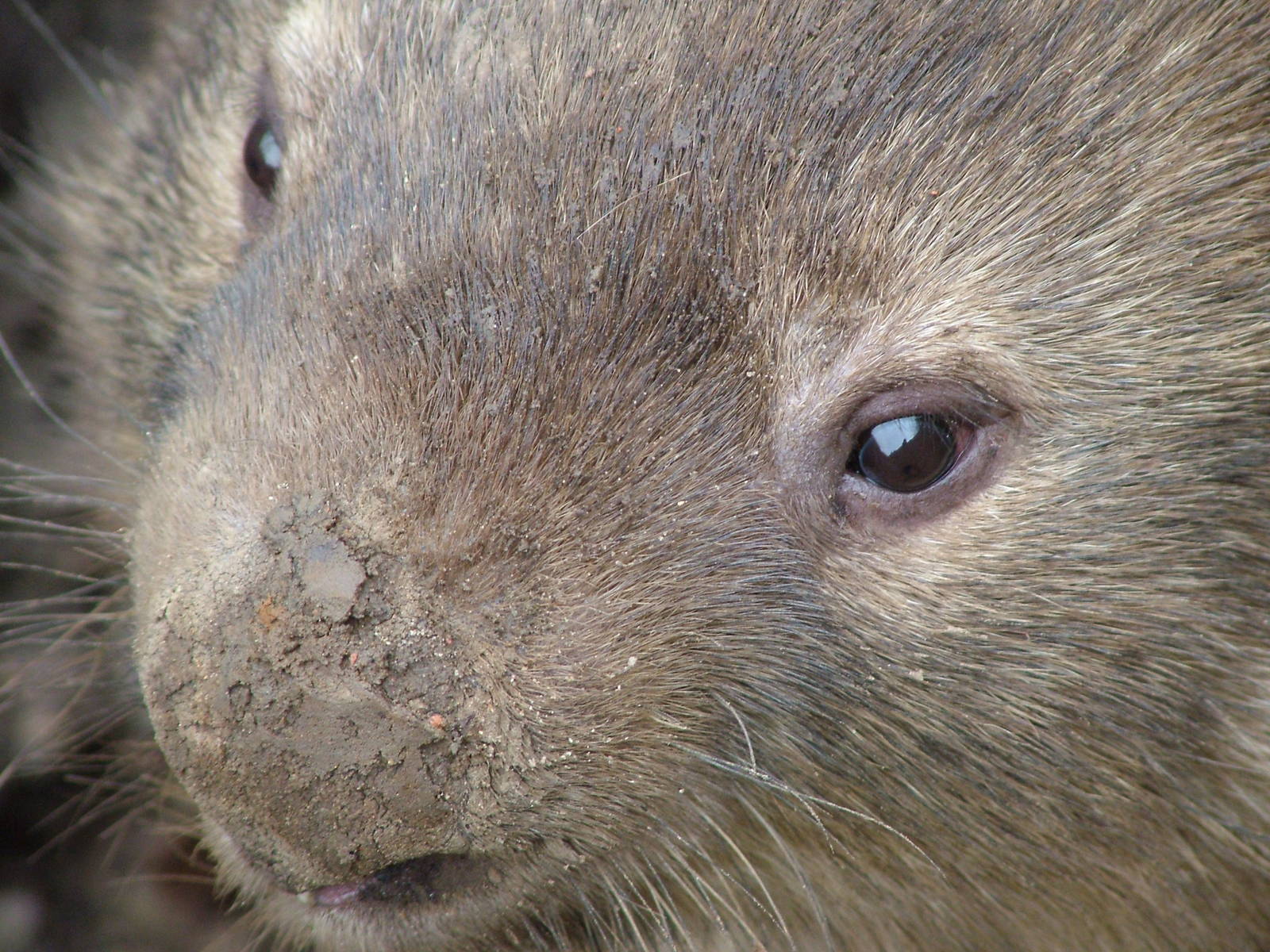 Common Wombat at Planckendael Jan 09