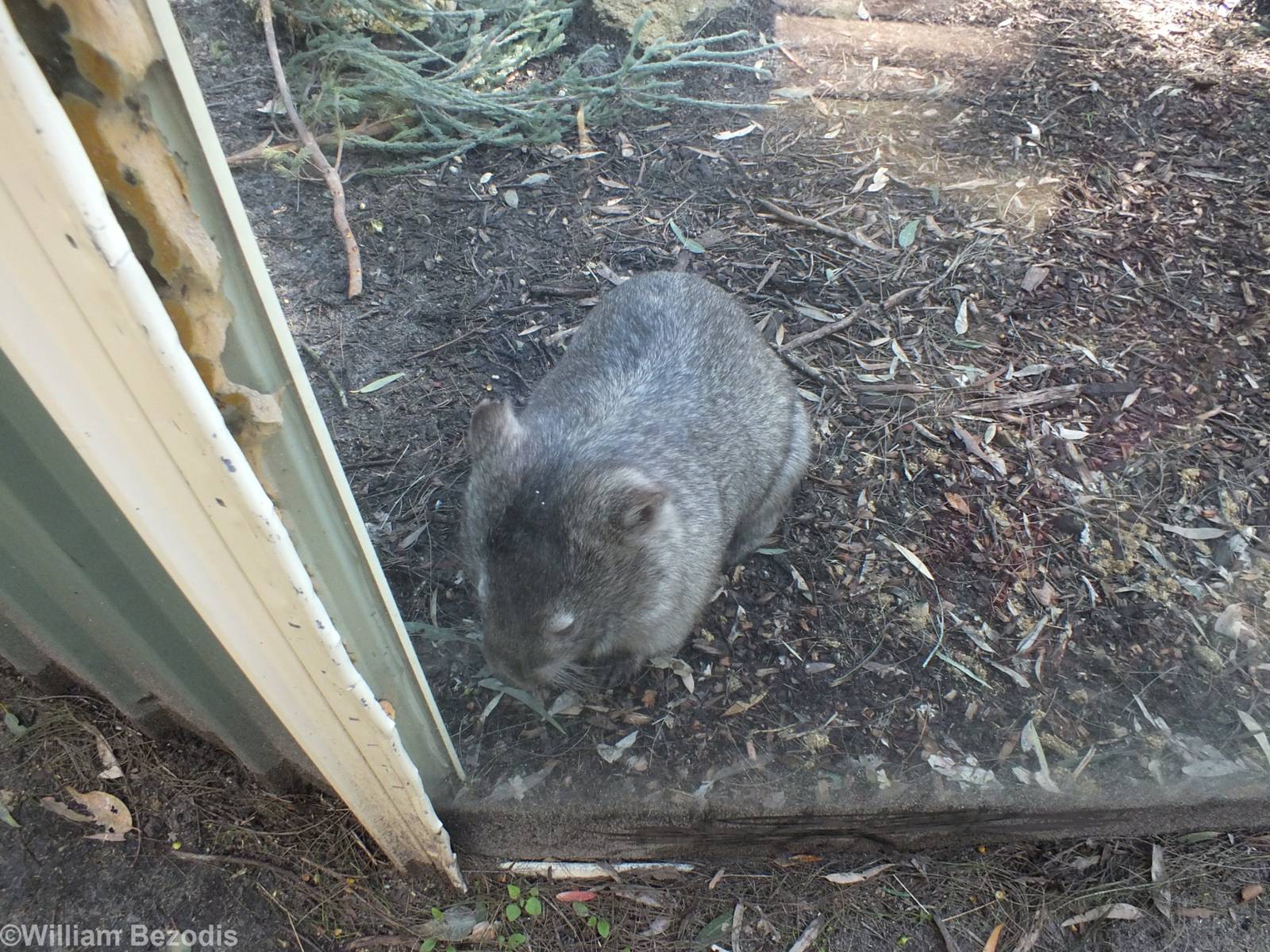 Common Wombat at the Glass