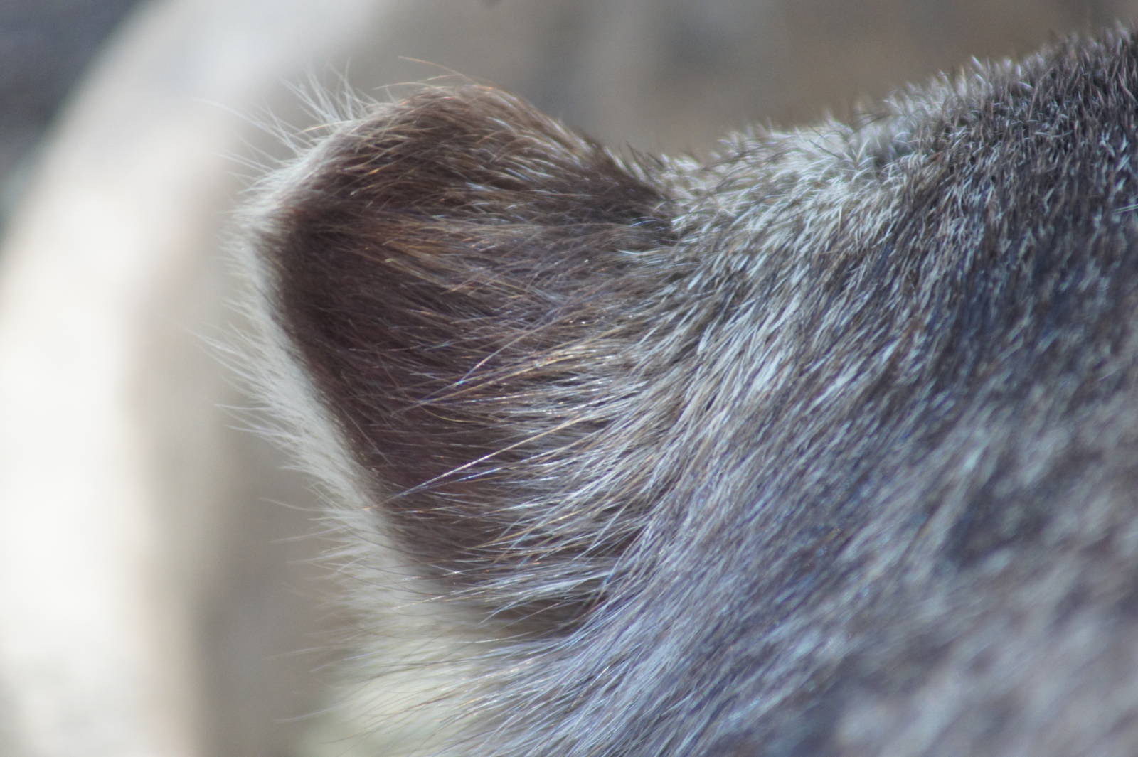 Common wombat ear