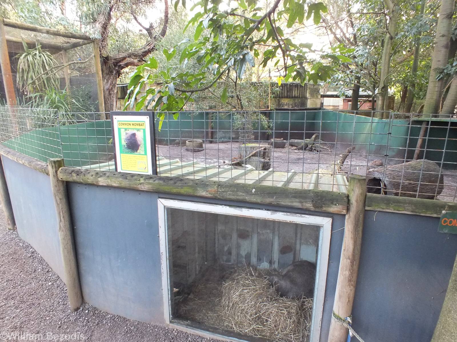 Common Wombat Enclosure - Caversham Wildlife Park