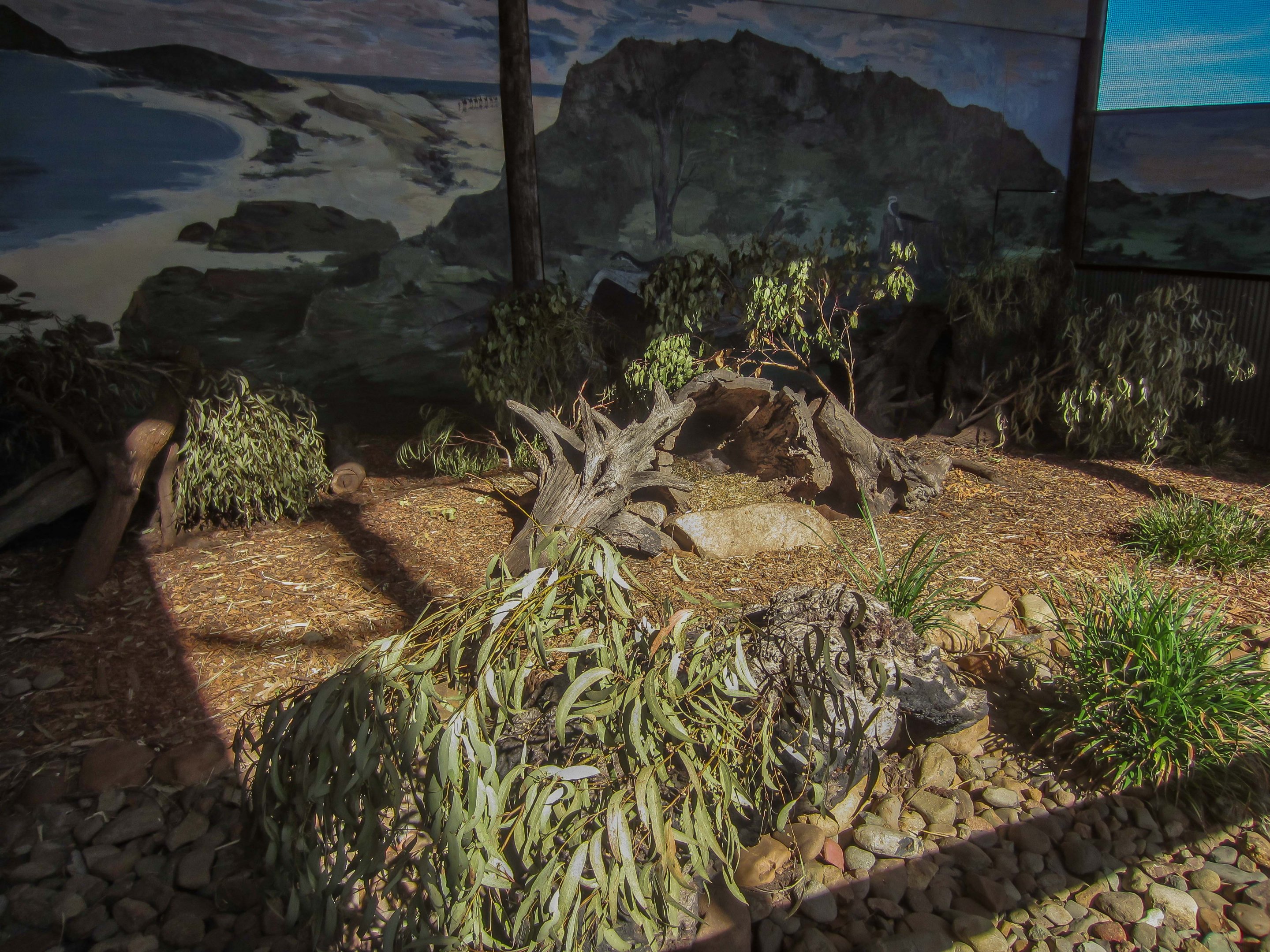 Common Wombat enclosure (in Koala House)