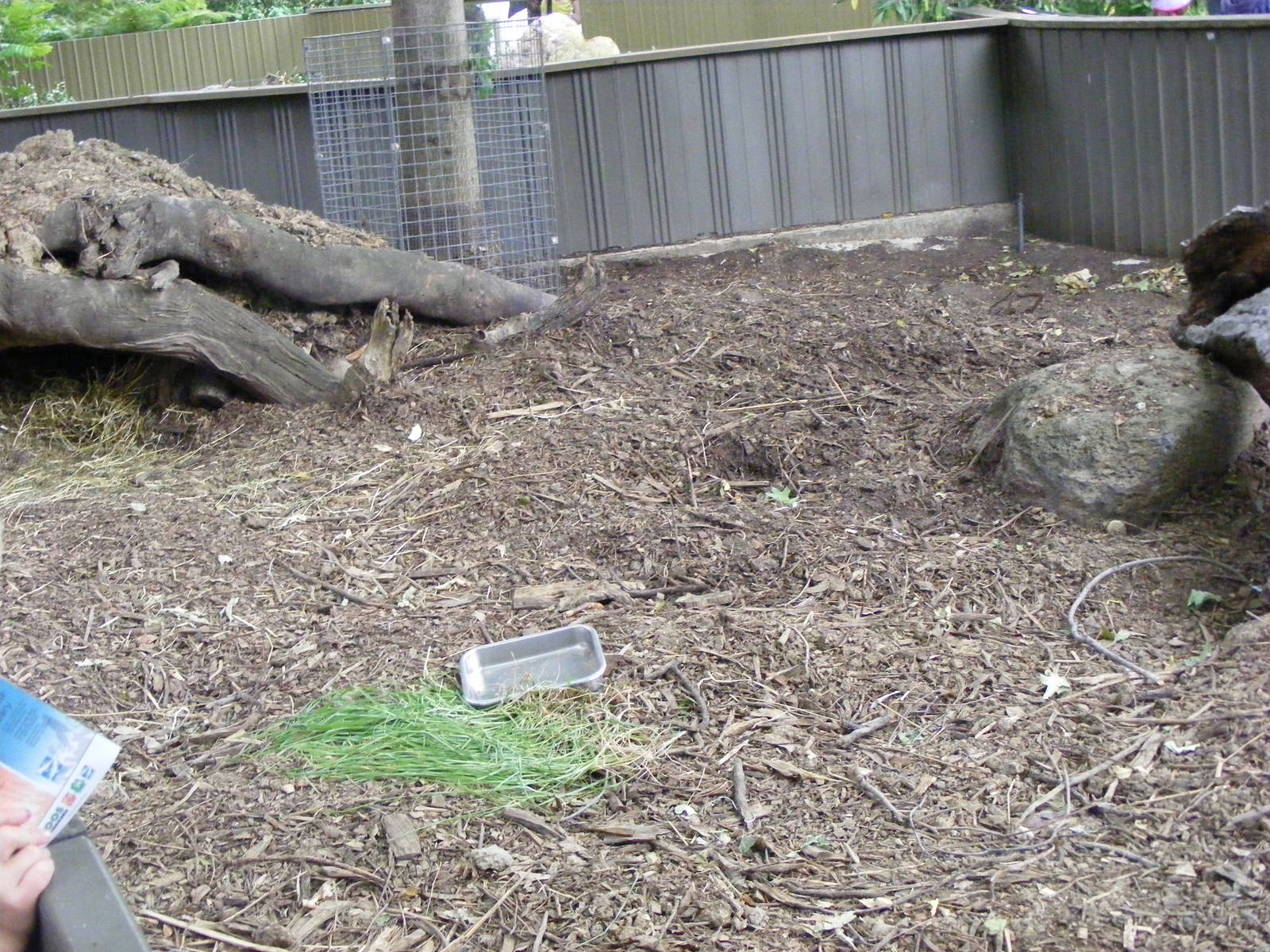 Common Wombat Enclosure - January, 2010