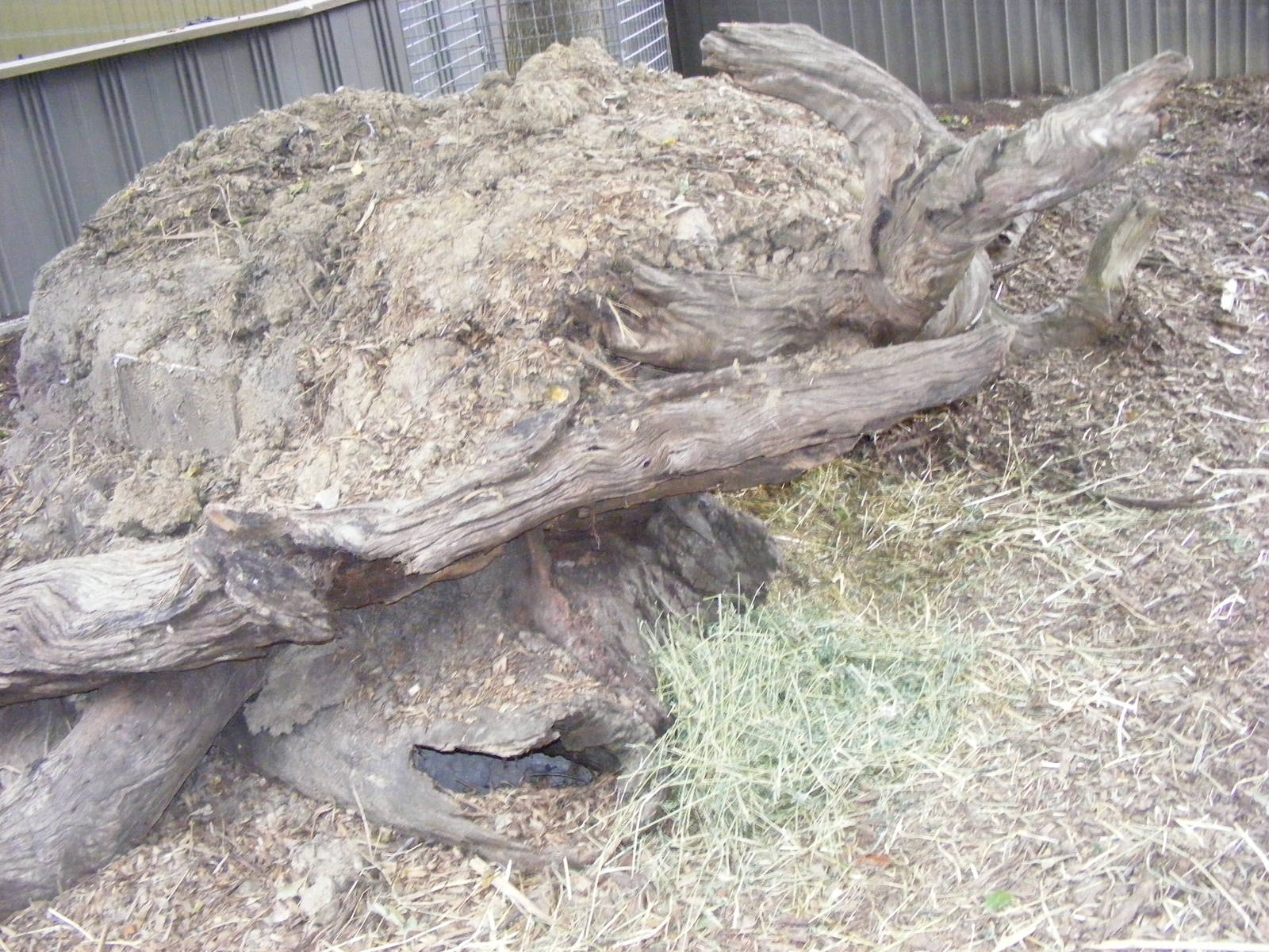 Common Wombat Enclosure - January, 2010
