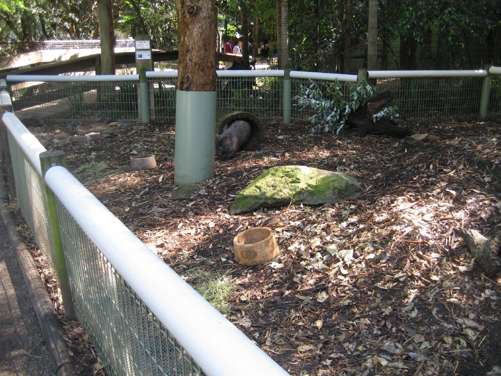 Common Wombat enclosure