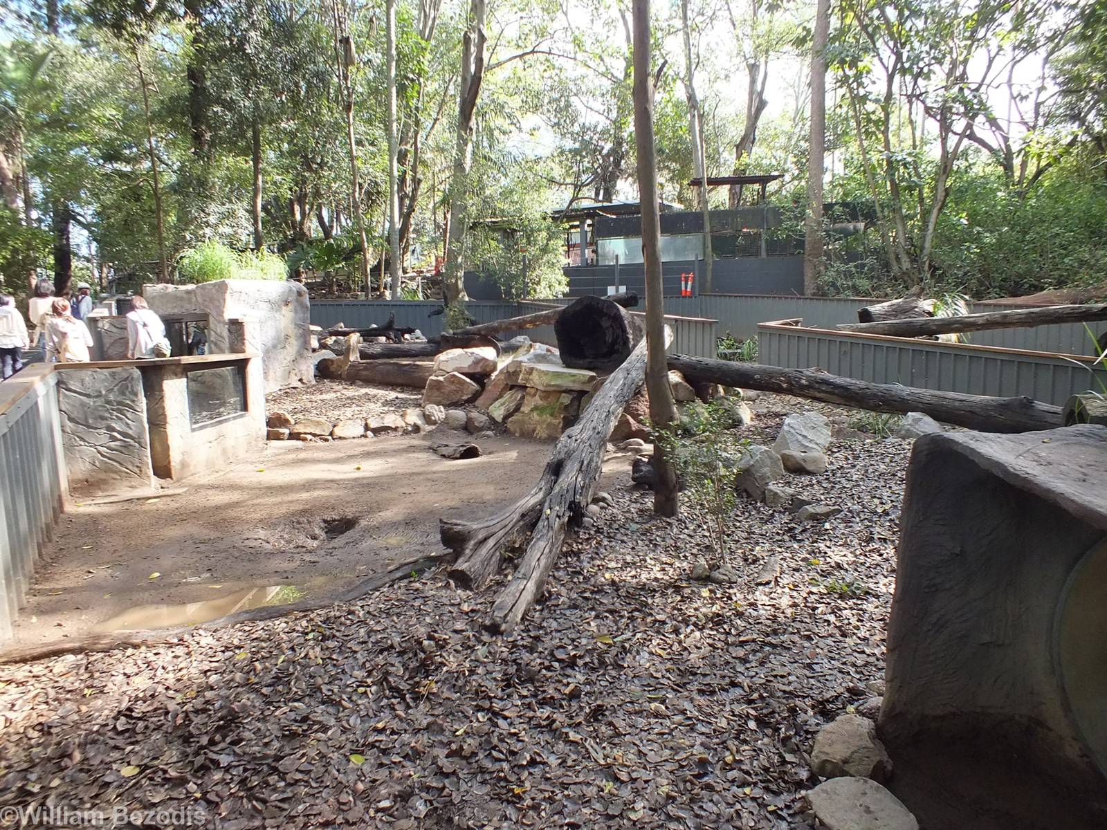 Common Wombat Enclosure