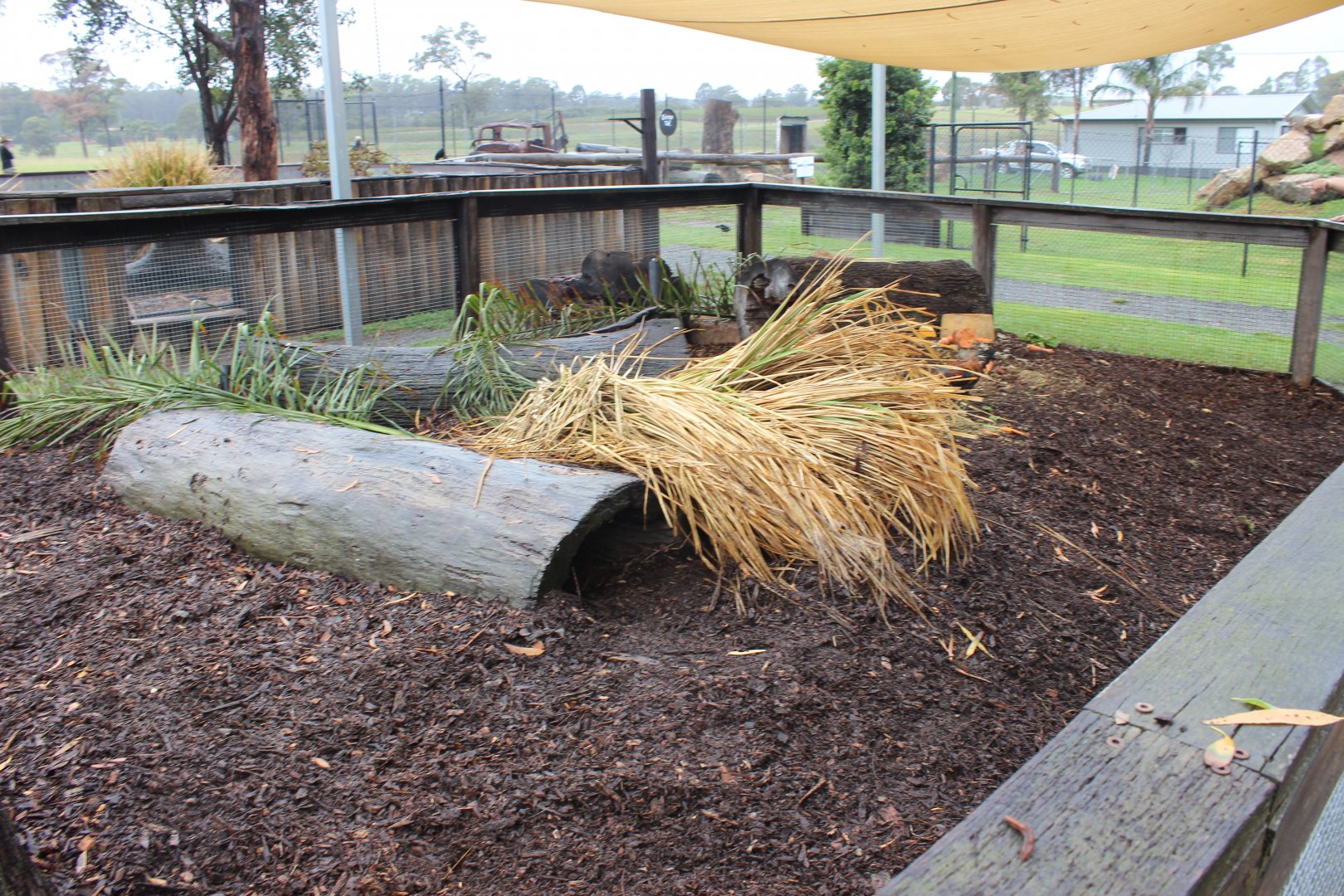 Common Wombat enclosure