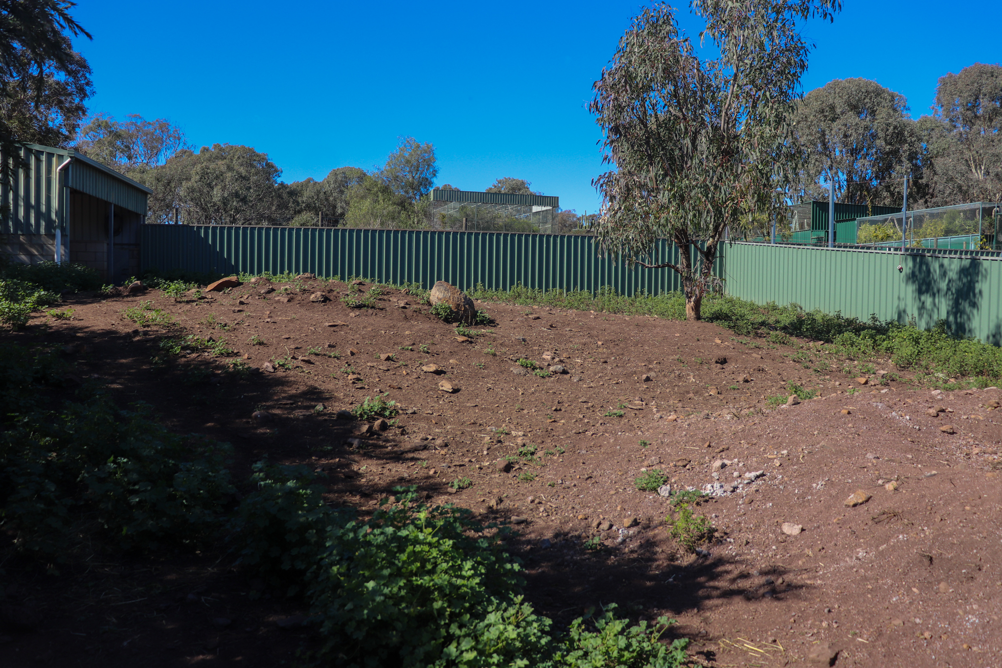 Common Wombat Enclosure