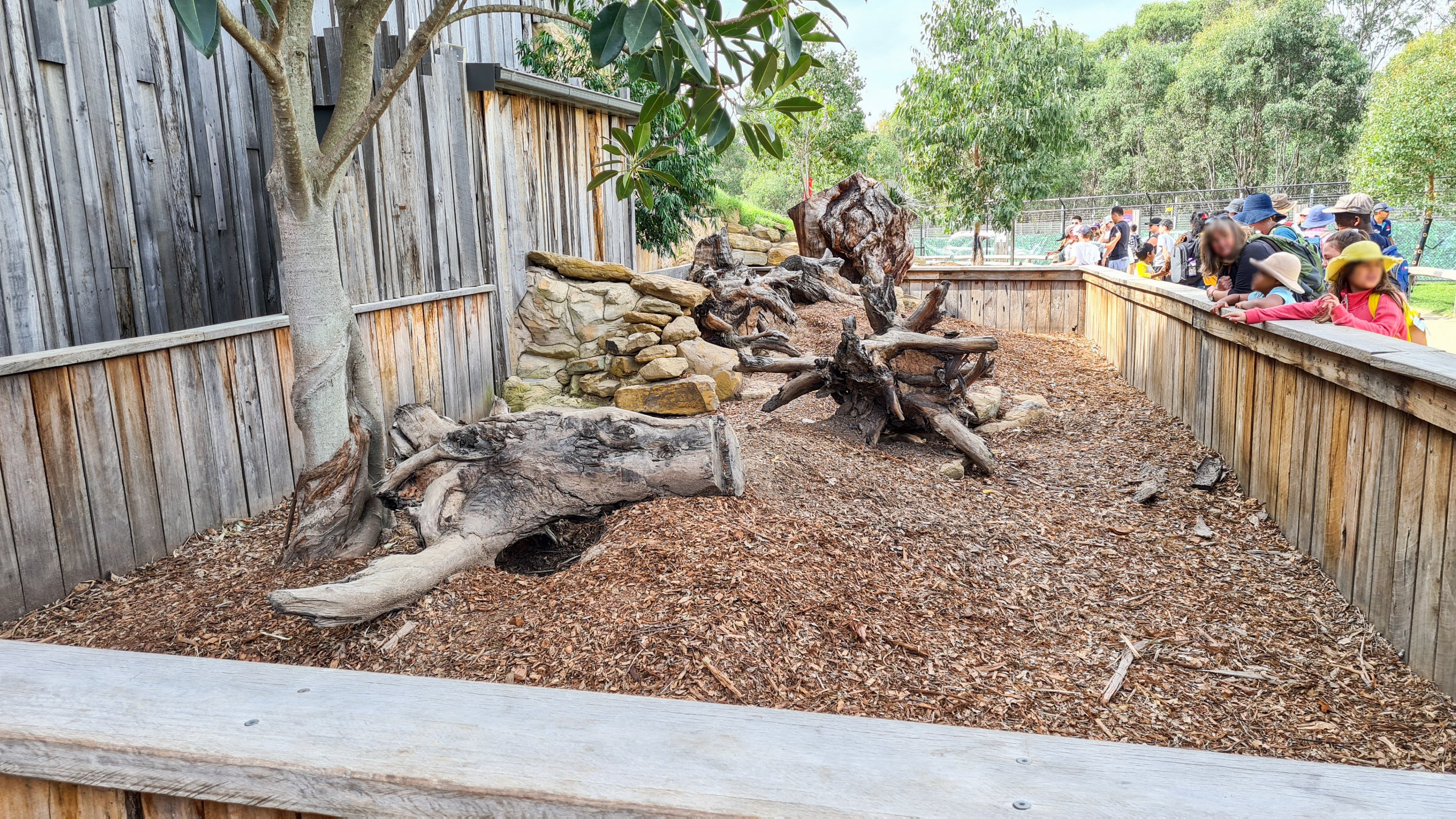 Common wombat enclosure