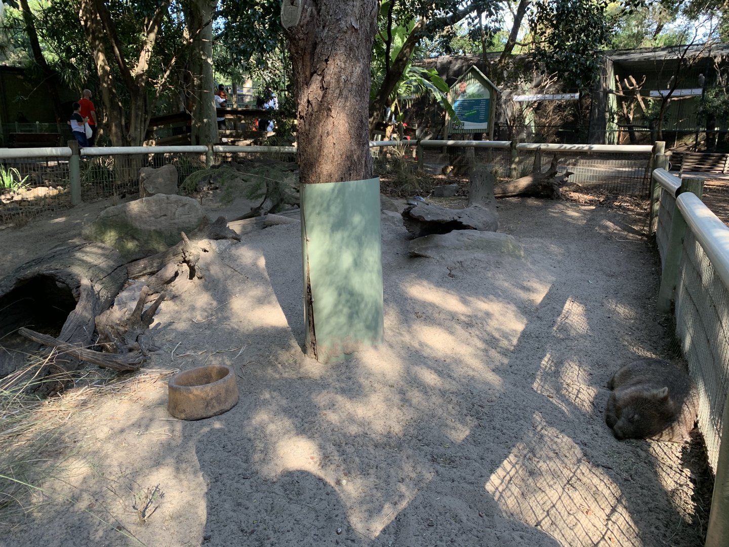 Common Wombat Enclosure