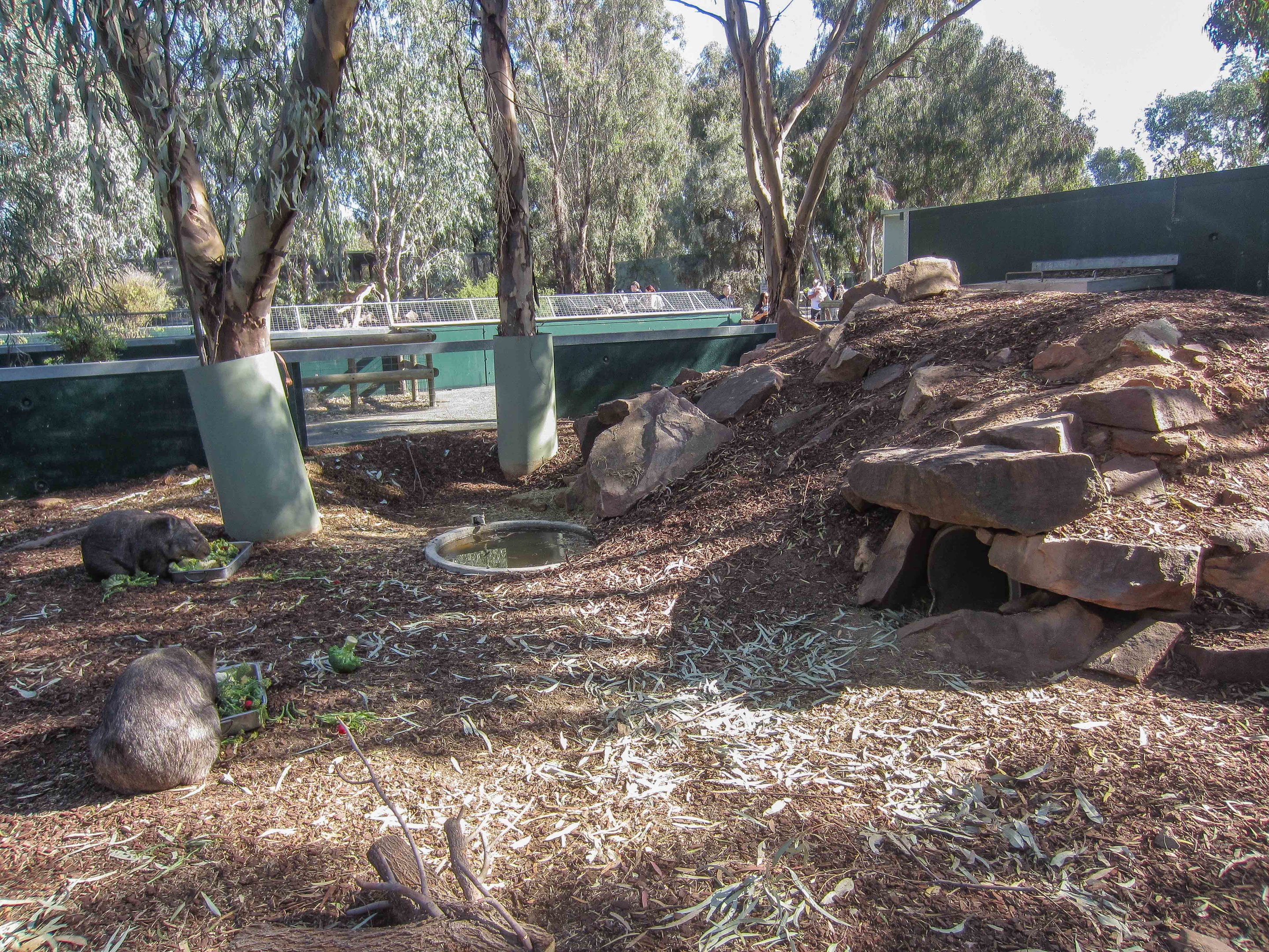 Common Wombat enclosure