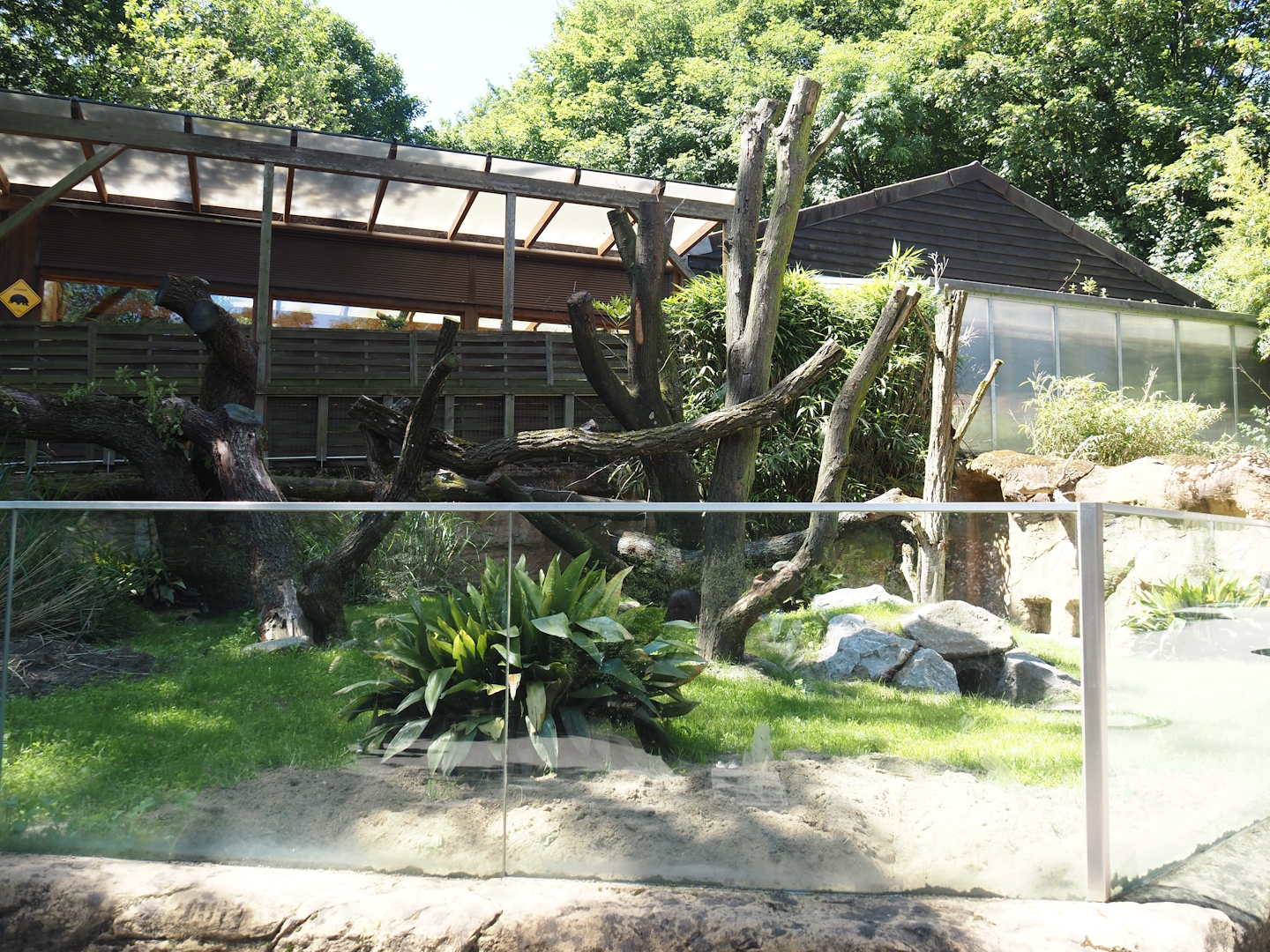 Common wombat exhibit, 2024-06-08