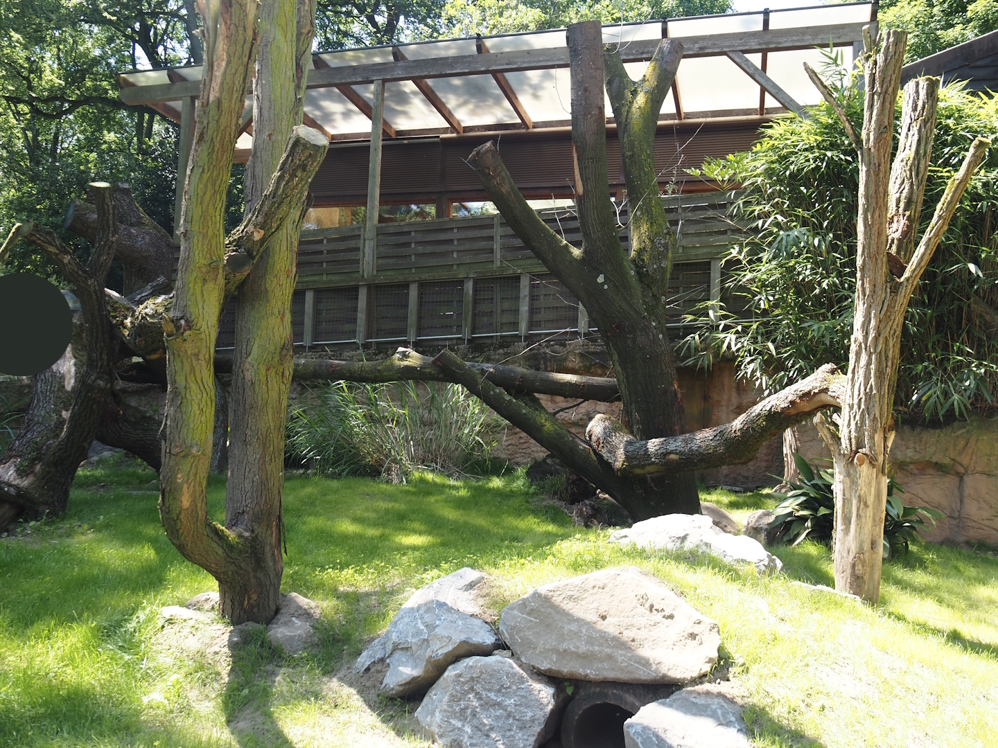 Common wombat exhibit, 2024-06-08