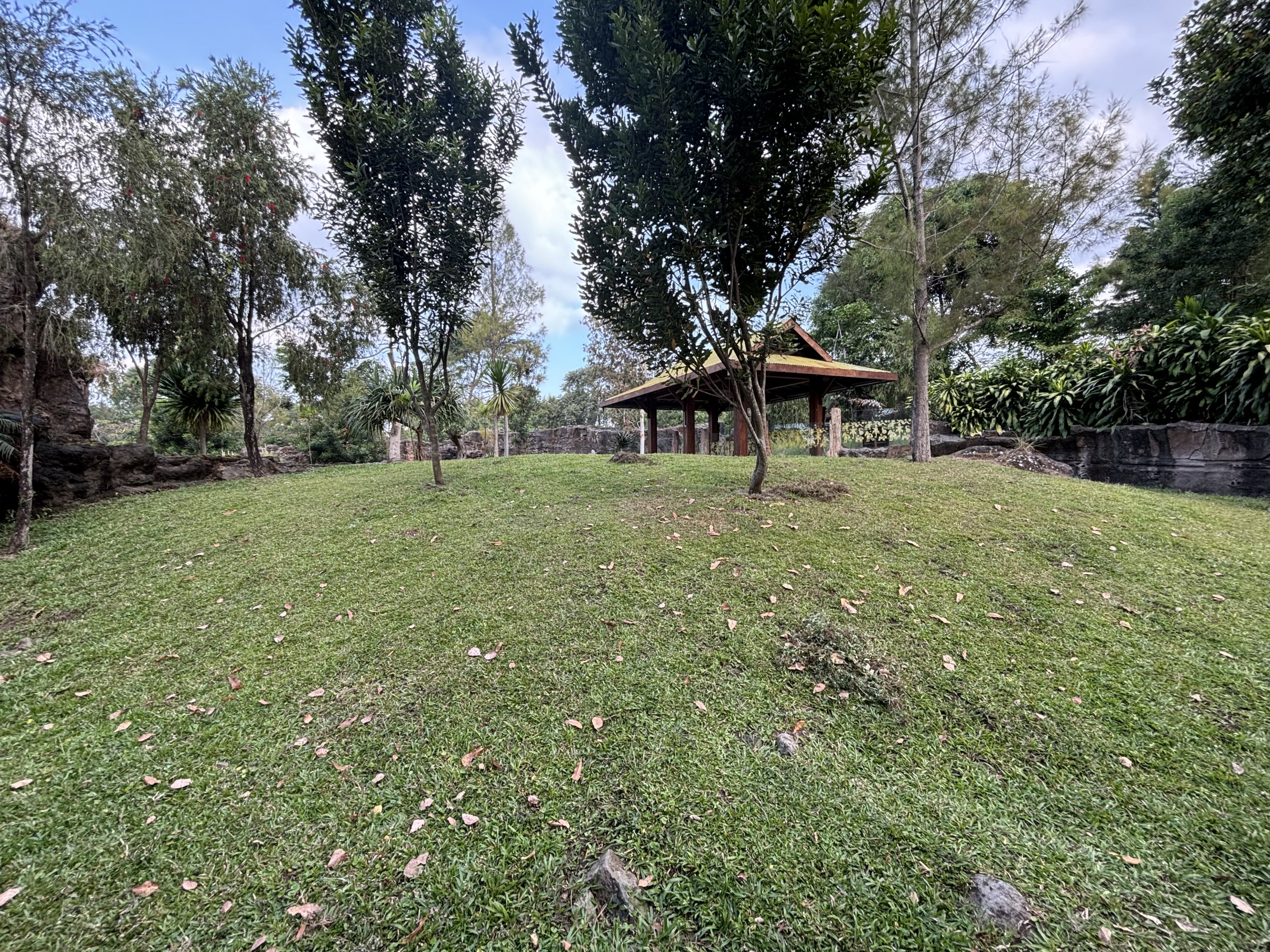 Common Wombat Exhibit - massive!