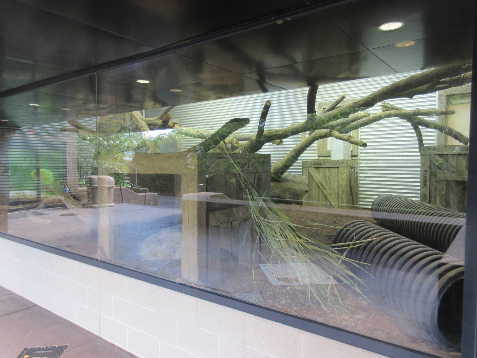 Common Wombat Exhibit - with constant glare on windows all day