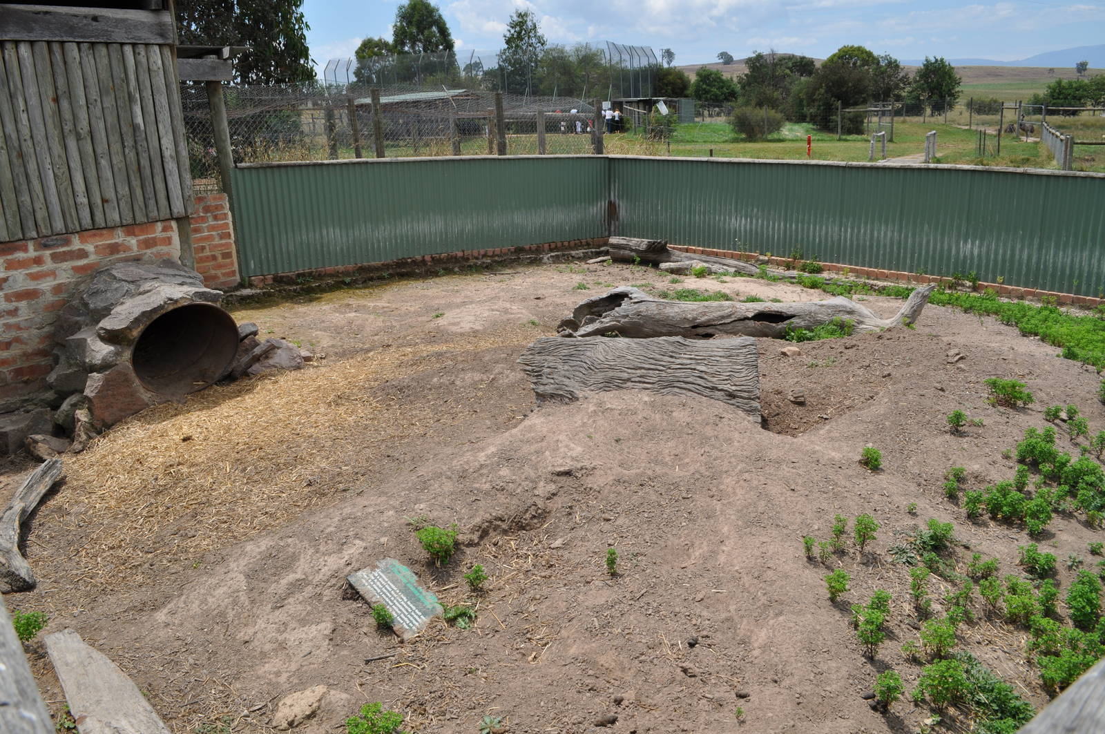 Common Wombat Exhibit