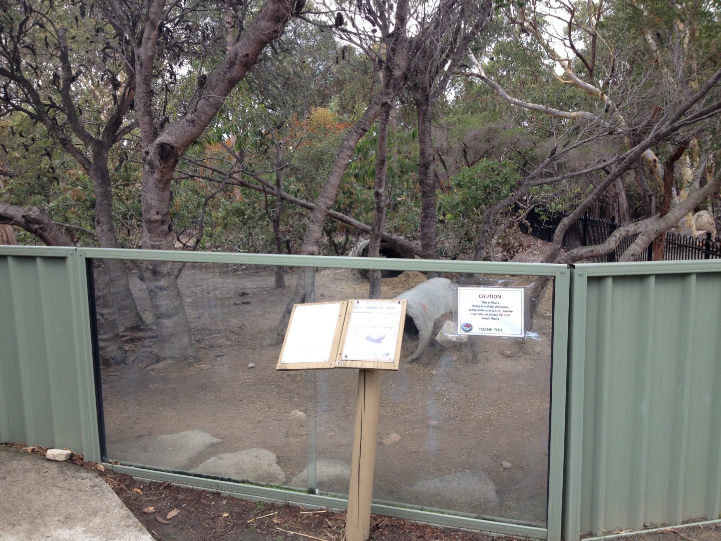 Common Wombat exhibit