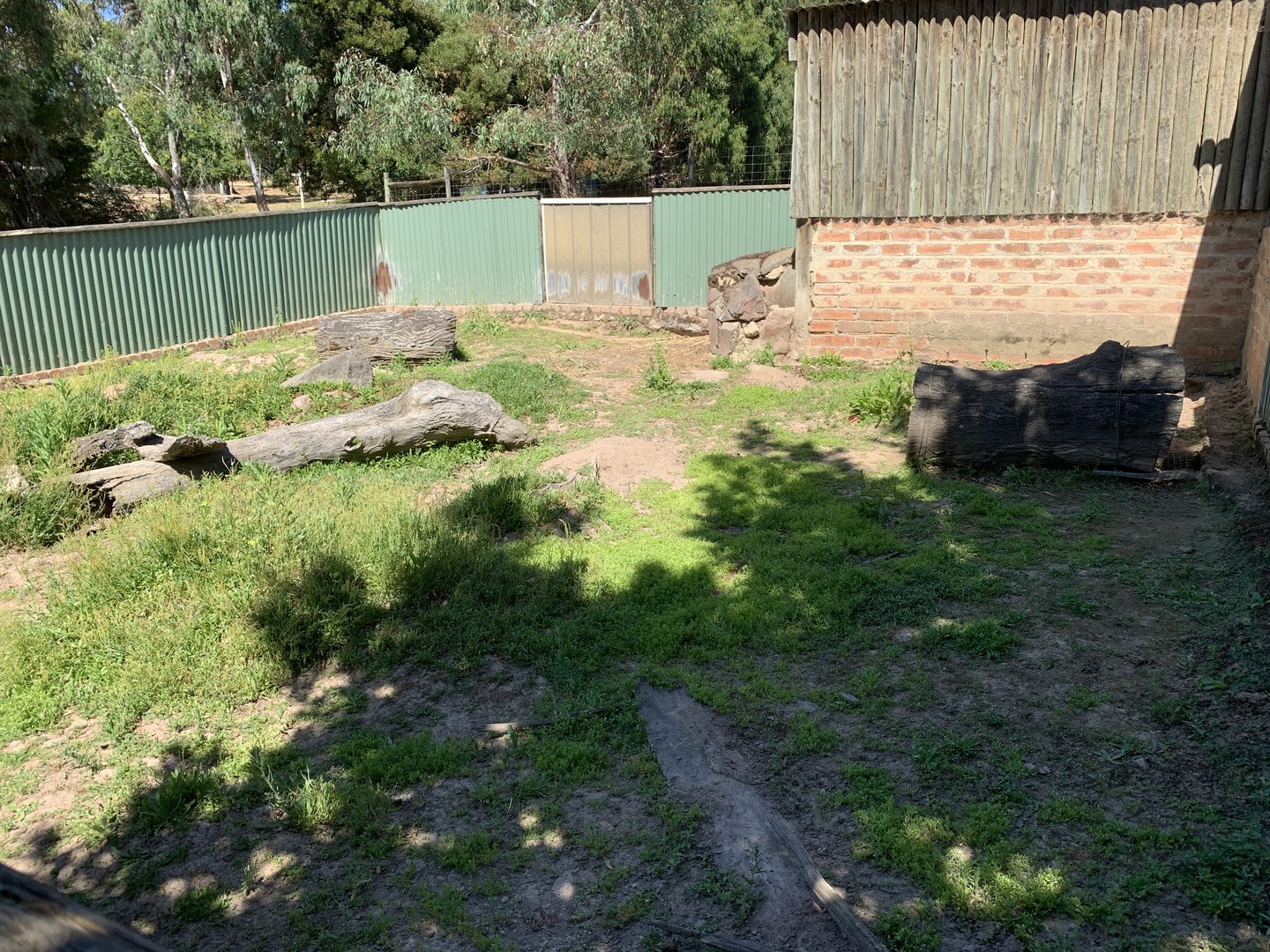 Common Wombat Exhibit