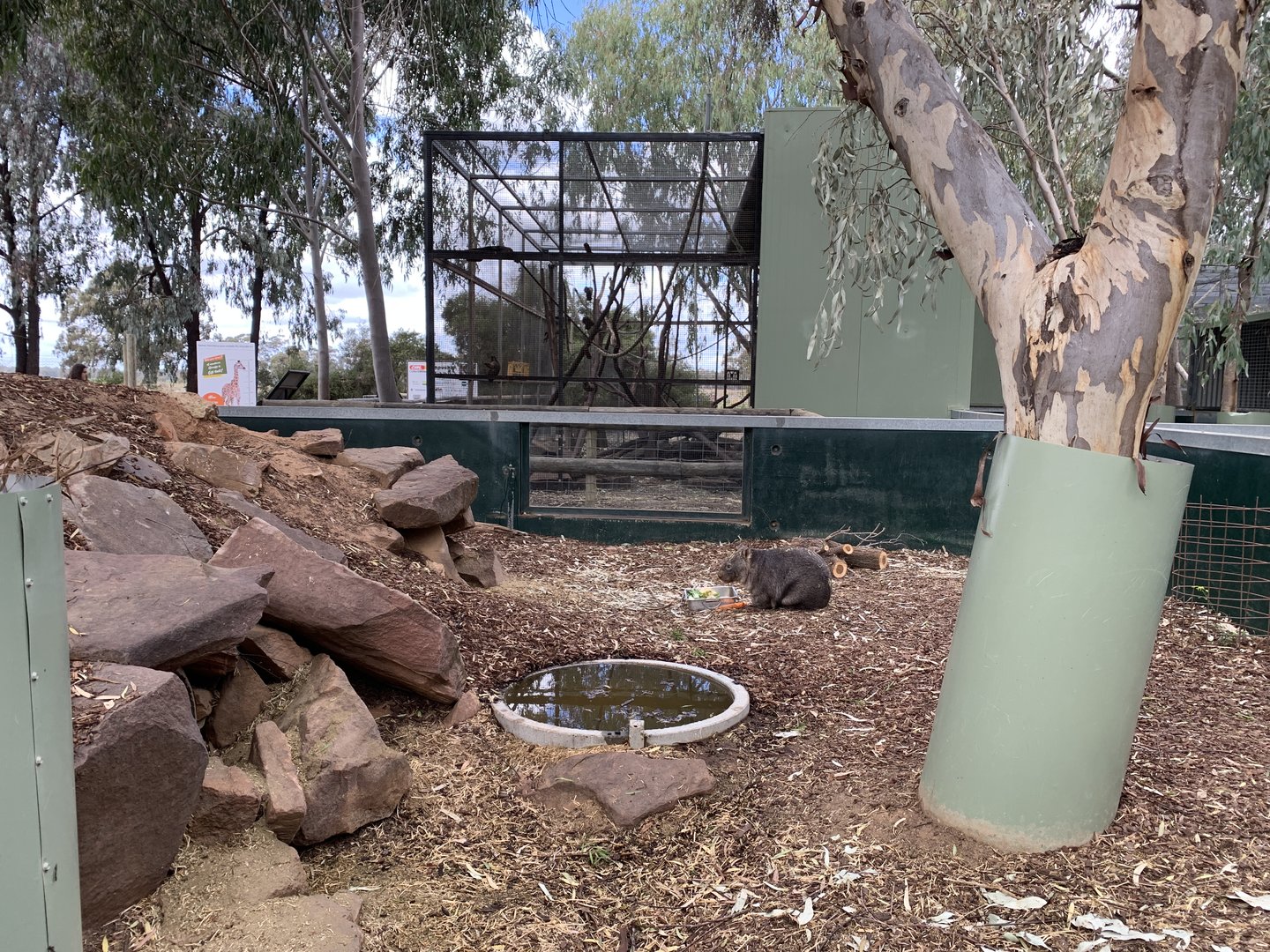 Common Wombat Exhibit