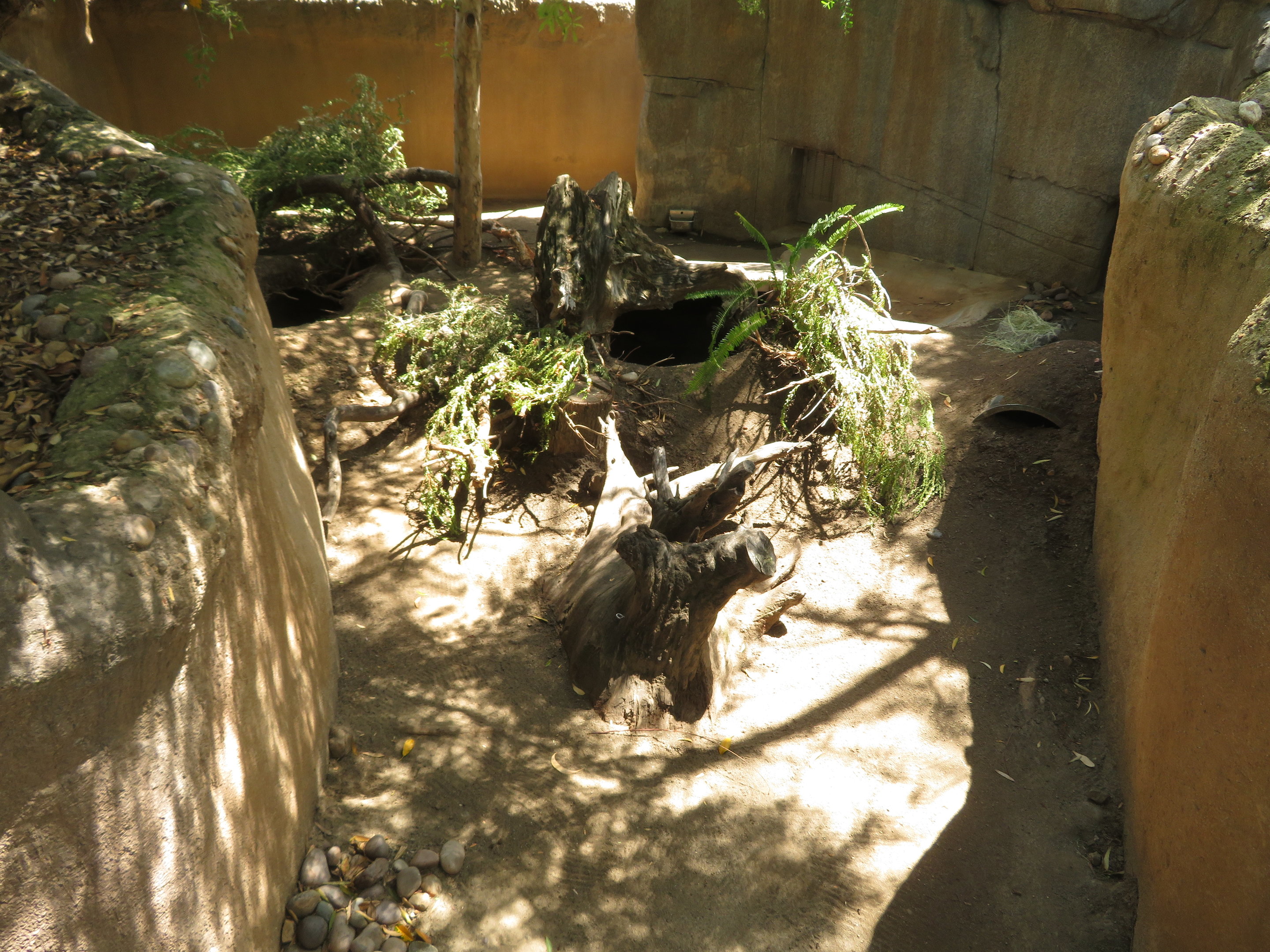 Common Wombat Exhibit