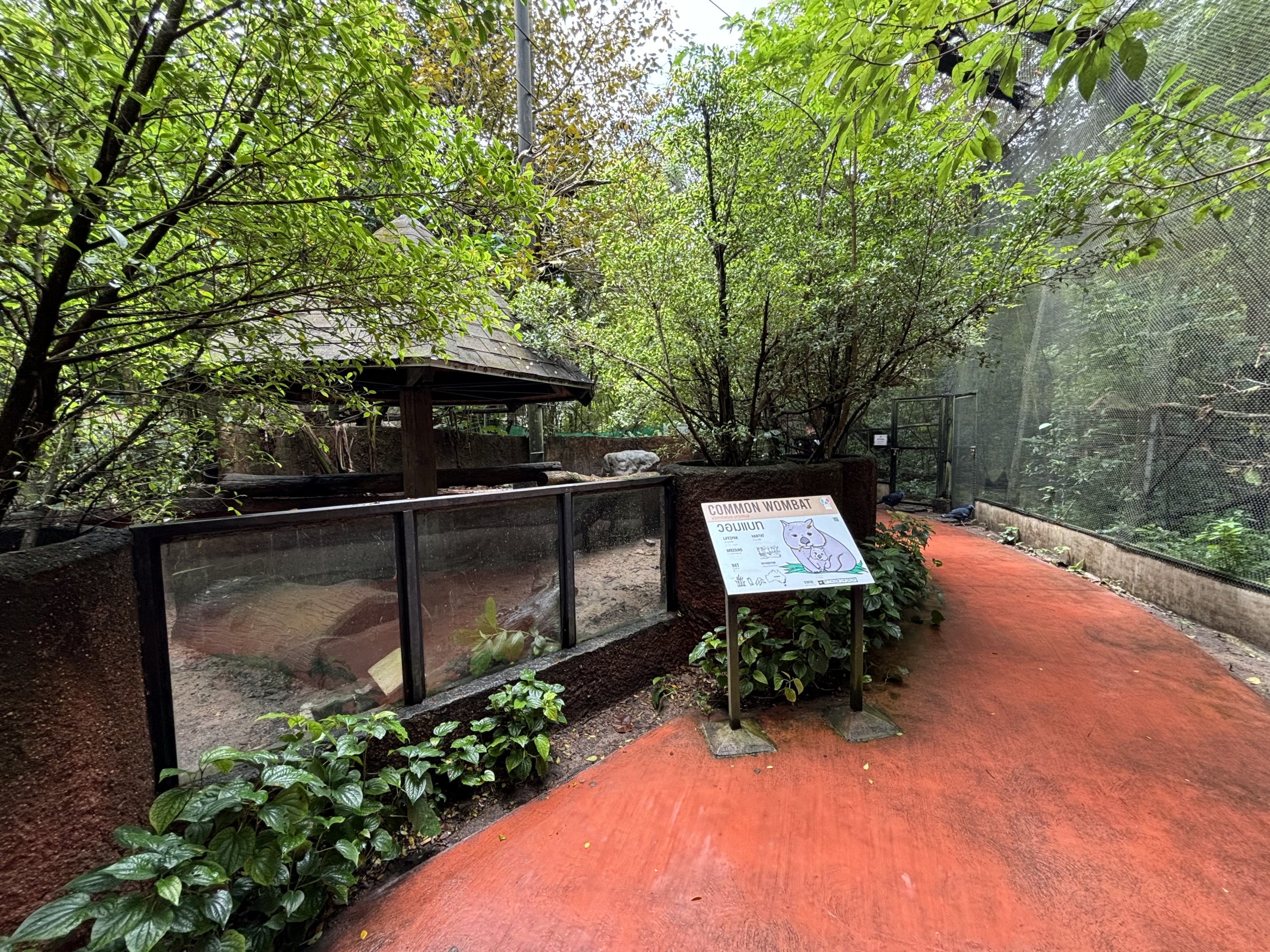Common Wombat Exhibit
