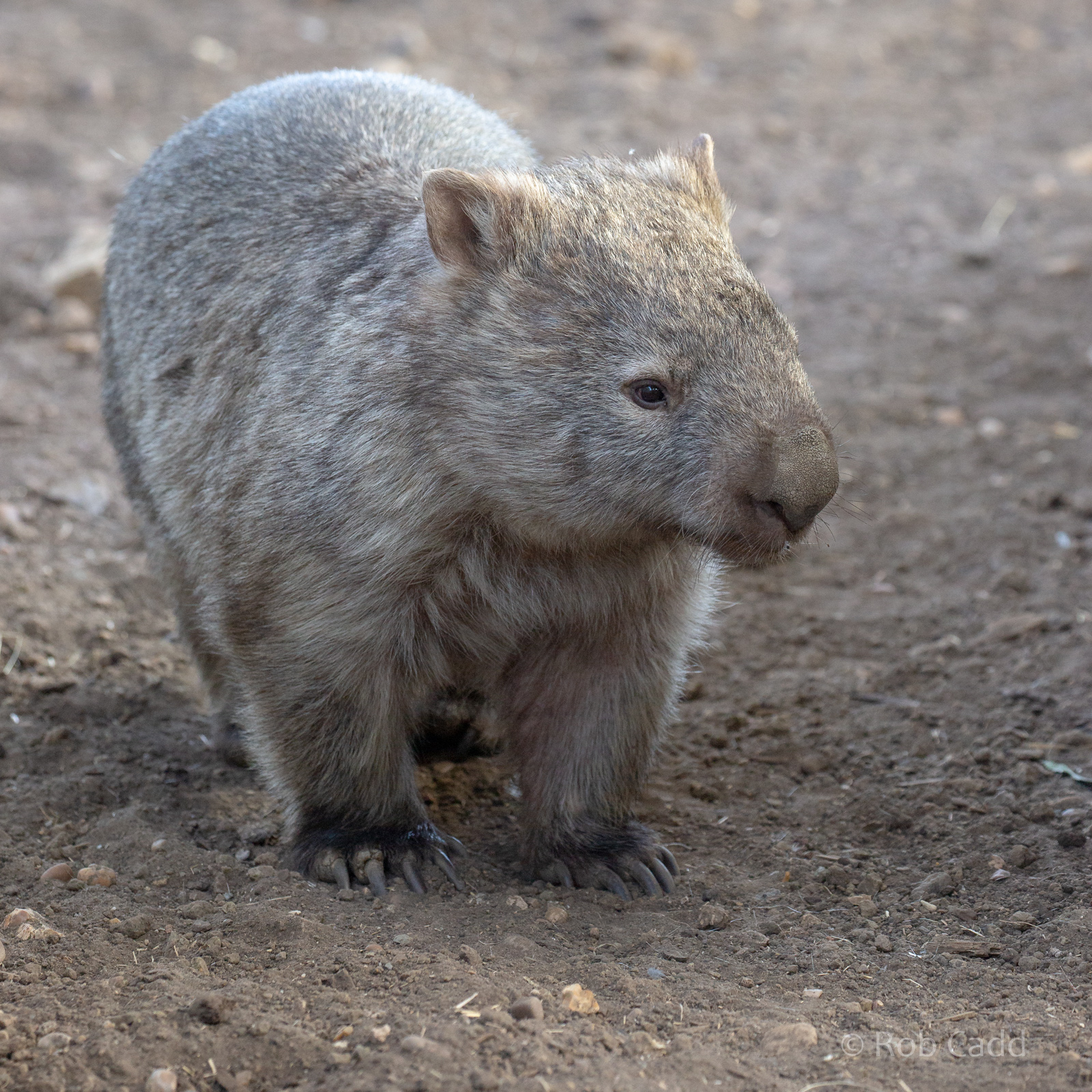 Common wombat : Hamerton : 06 Sep 2020