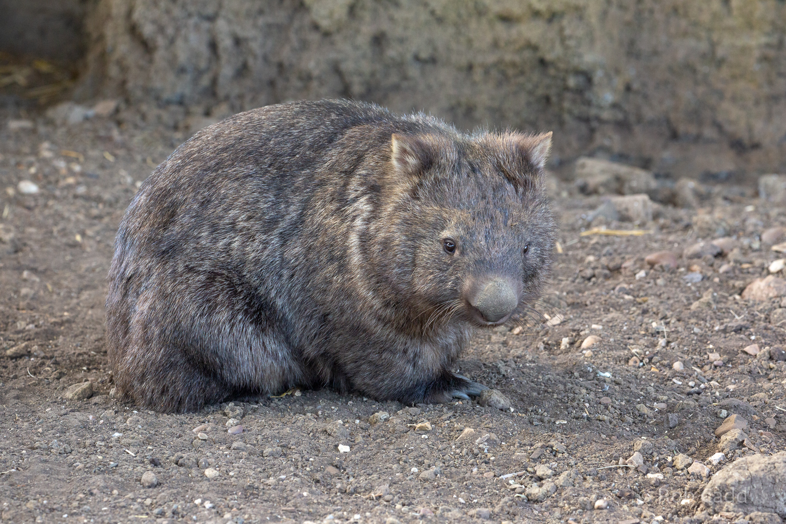 Common wombat : Hamerton : 06 Sep 2020