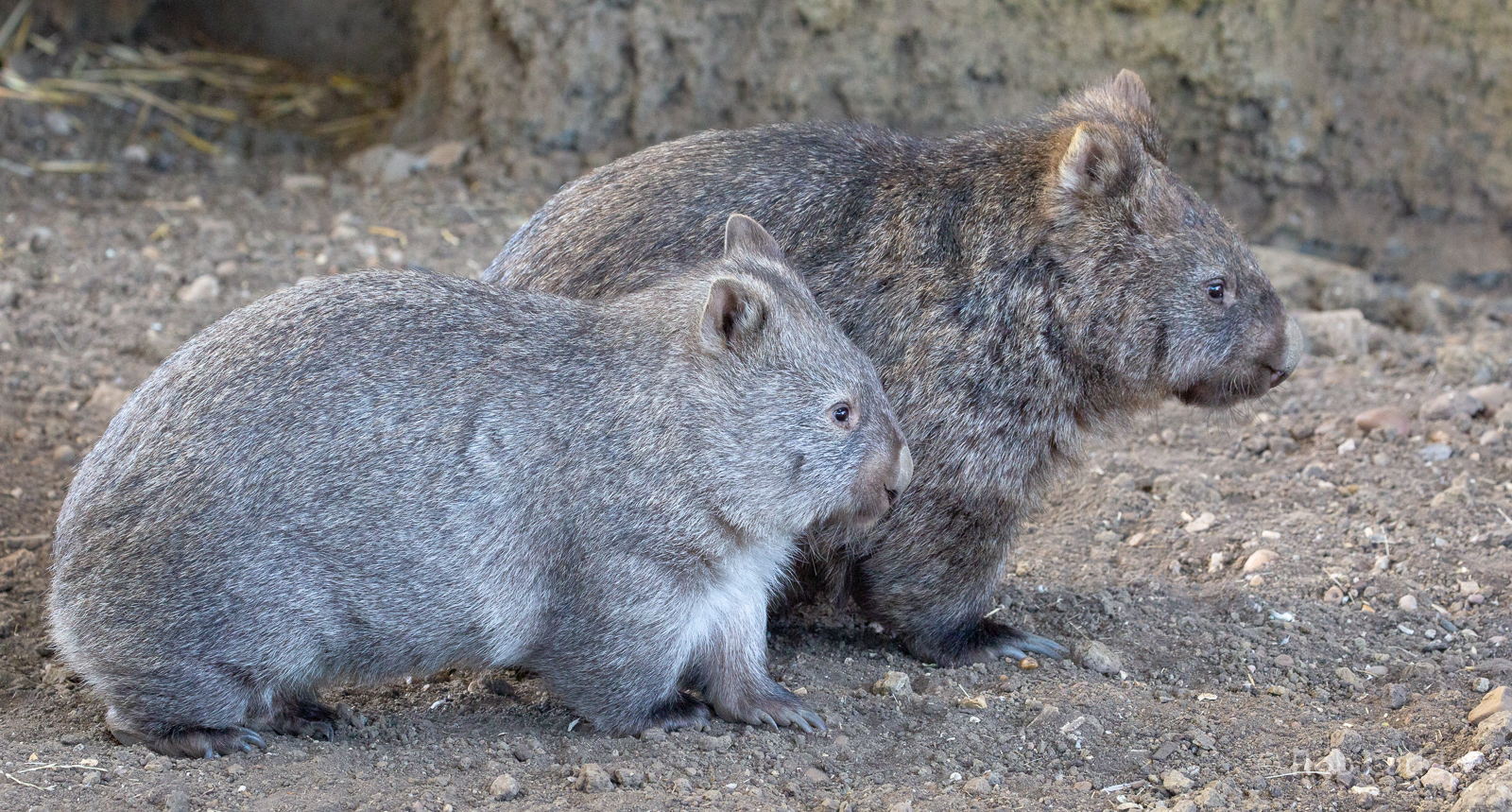 Common wombat : Hamerton : 06 Sep 2020