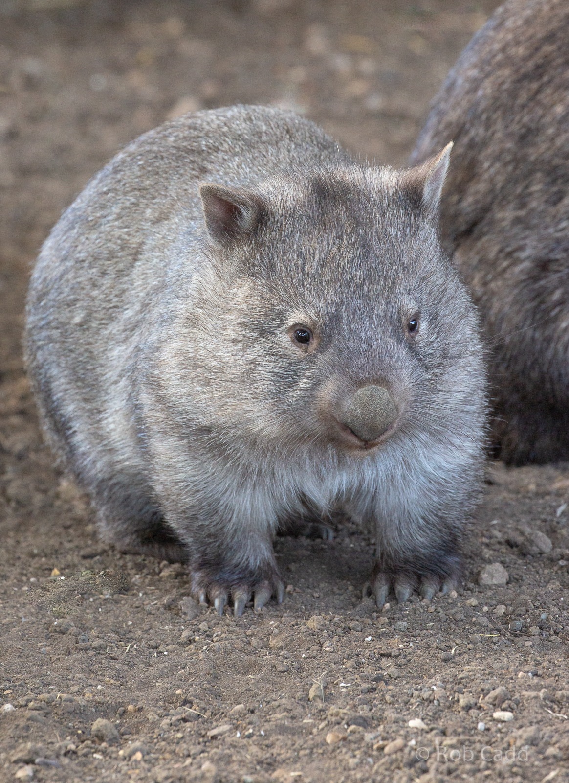 Common wombat : Hamerton : 06 Sep 2020