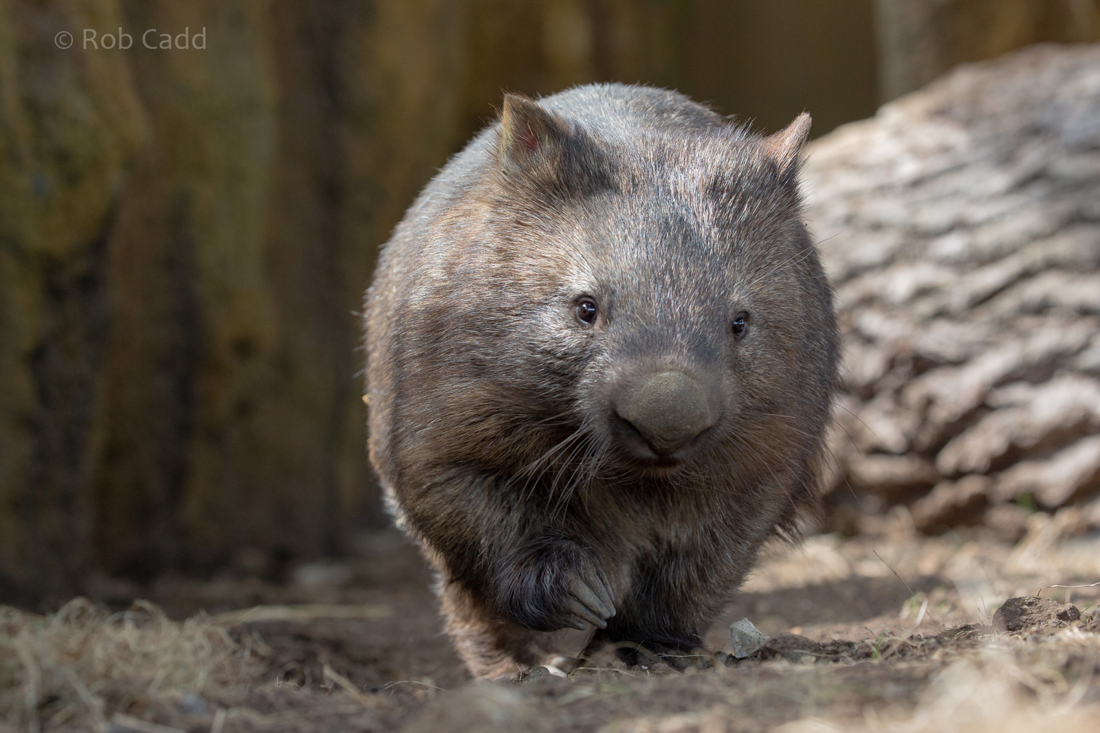 Common wombat : Hamerton : 18 May 2018