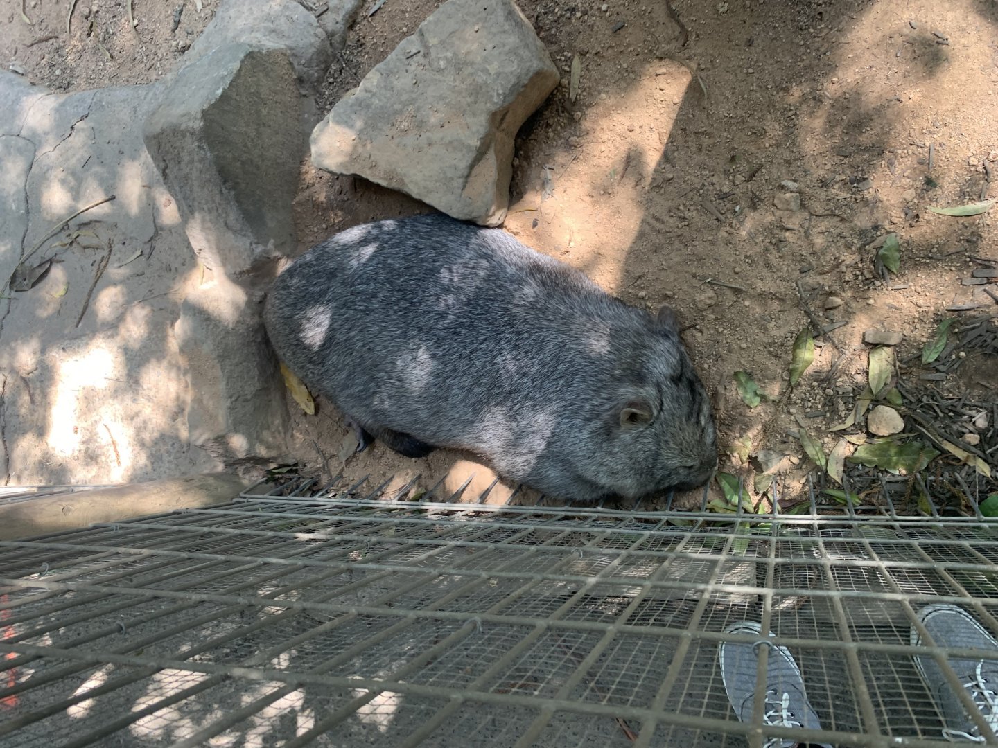 Common Wombat in 1st of about 5 exhibits for Common Wombats at the park