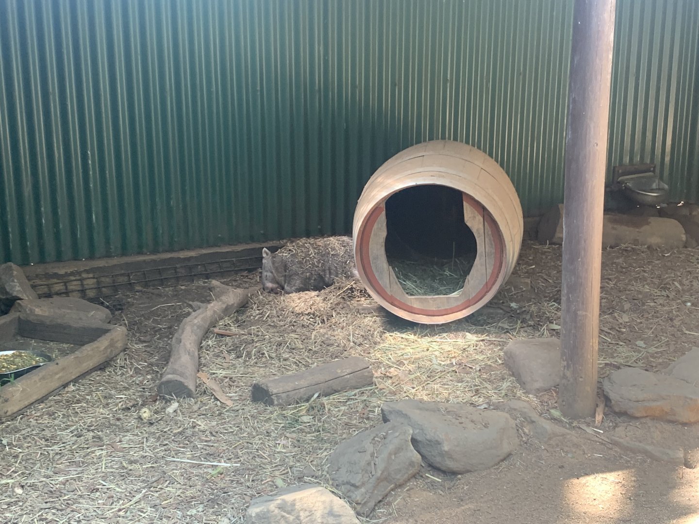 Common Wombat in 4th exhibit for them at the park