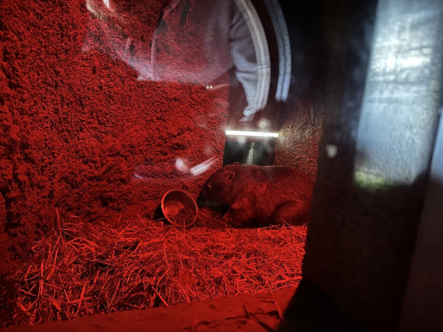 Common Wombat Indoor Enclosure at Hamerton Zoo Park (October 2023)