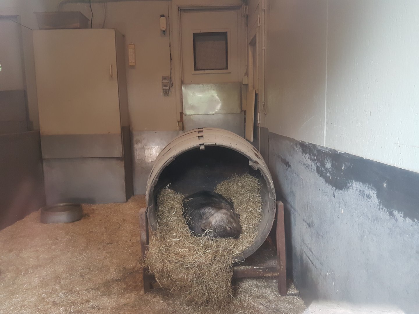 Common wombat indoor-enclosure