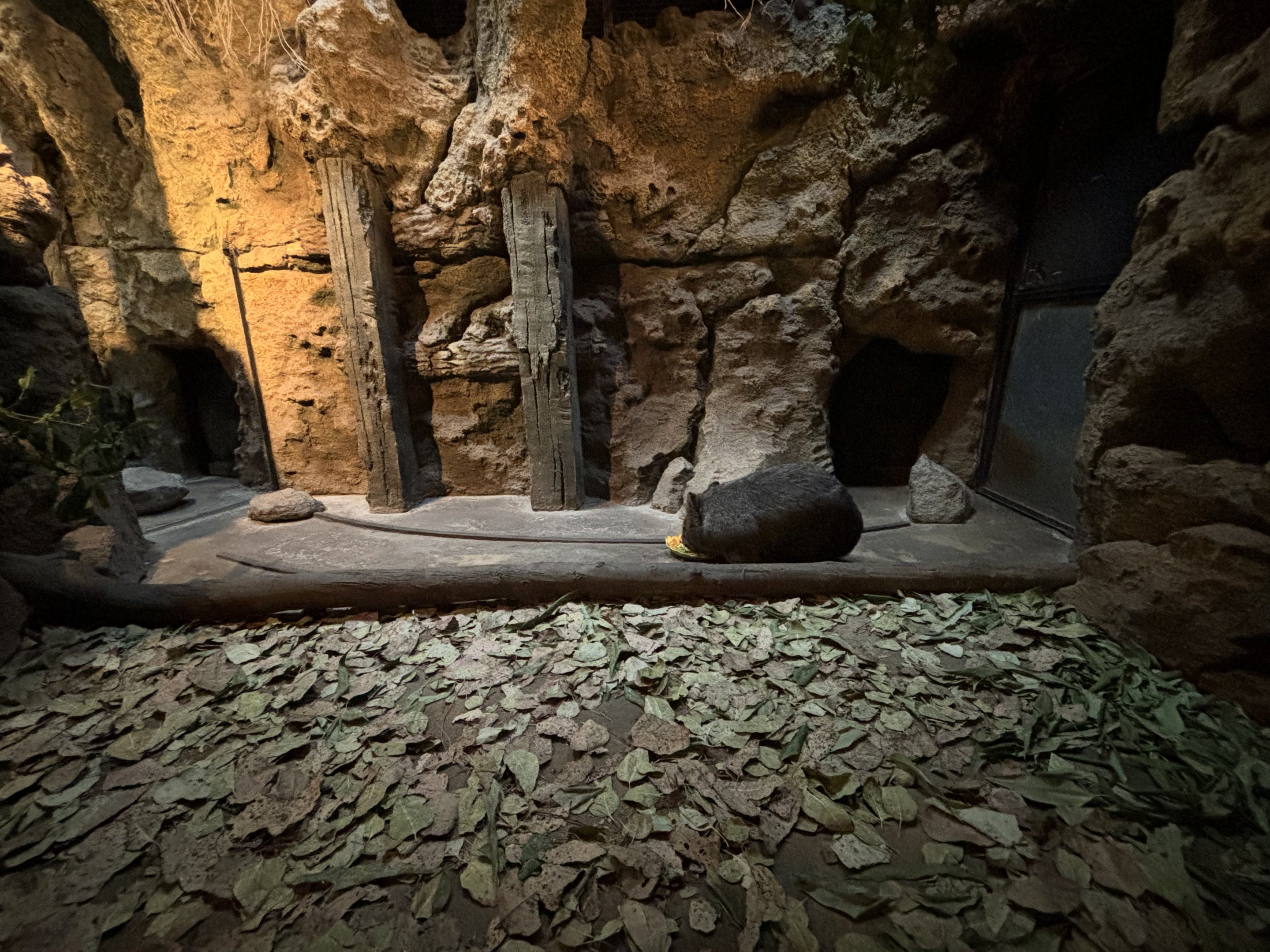Common Wombat Indoor Exhibit